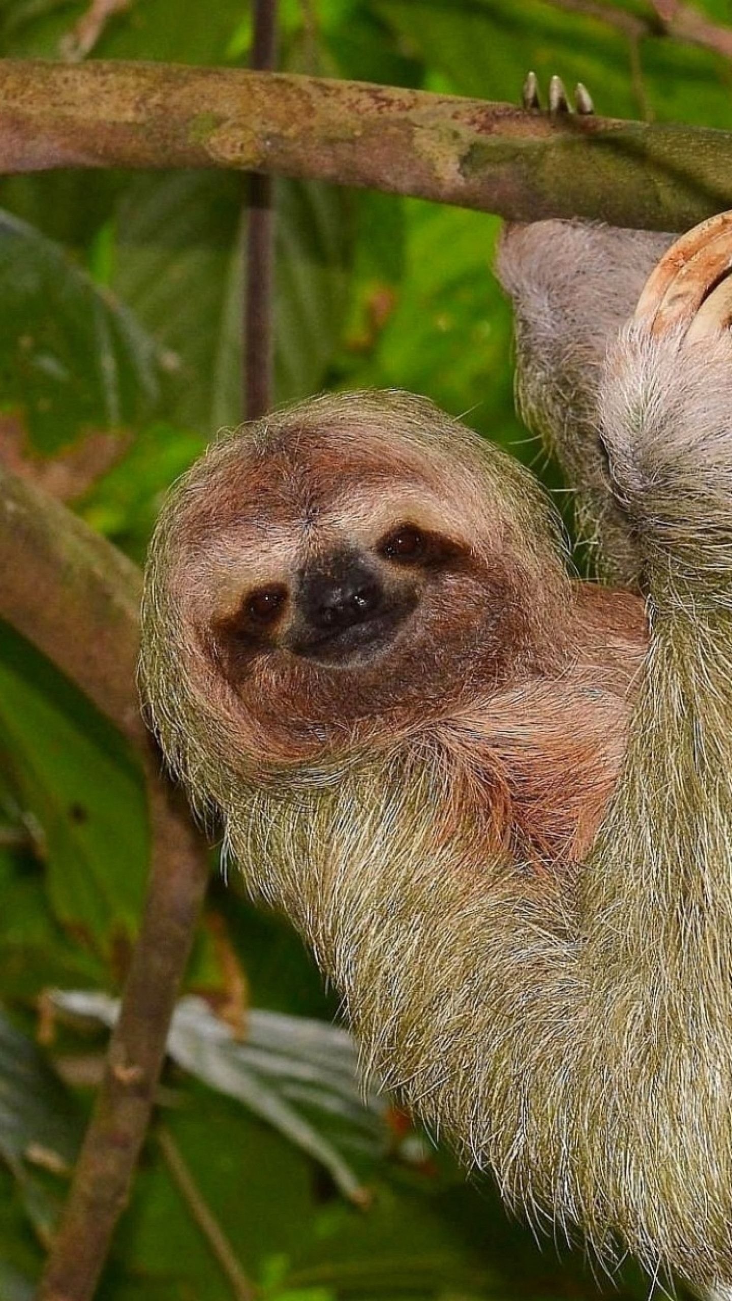 1440x2560  Wallpaper sloth, tree, branch, hang