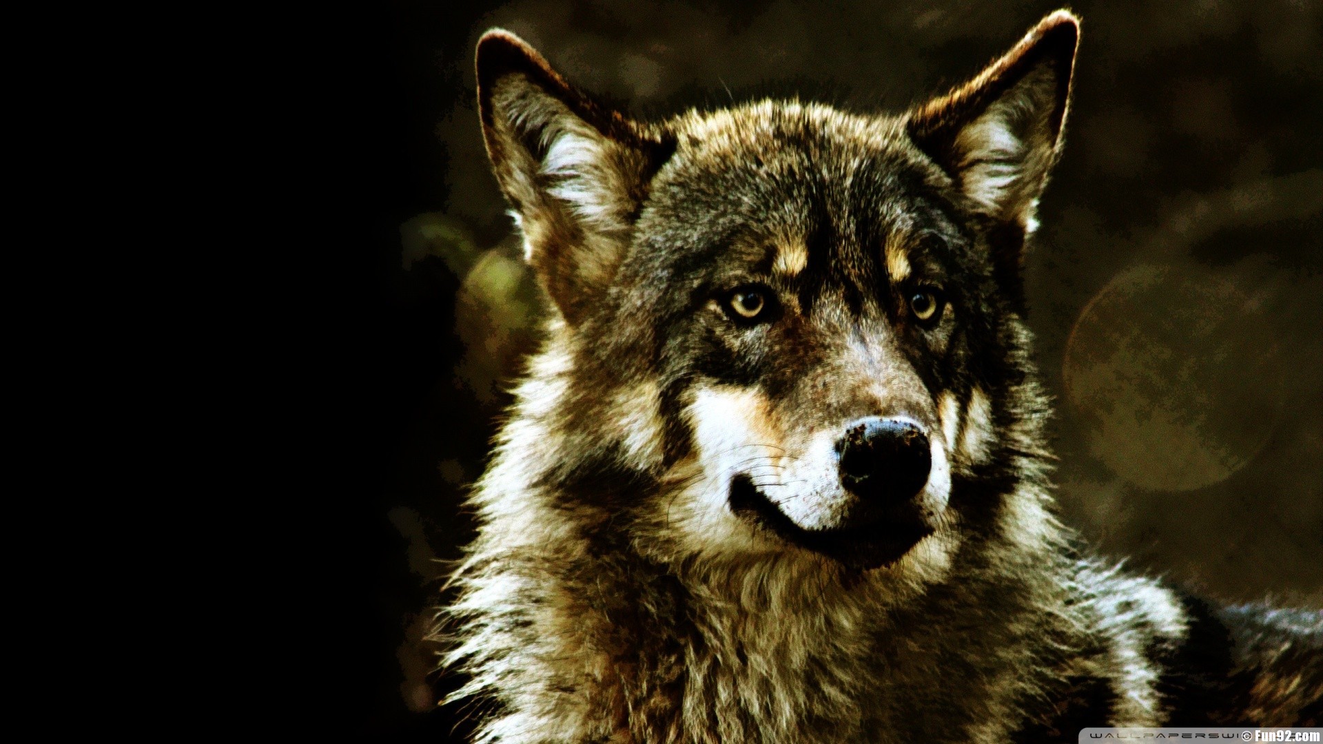 1920x1080 Wolf Wallpaper Wild Wolf Animal Wallpapers Gallery