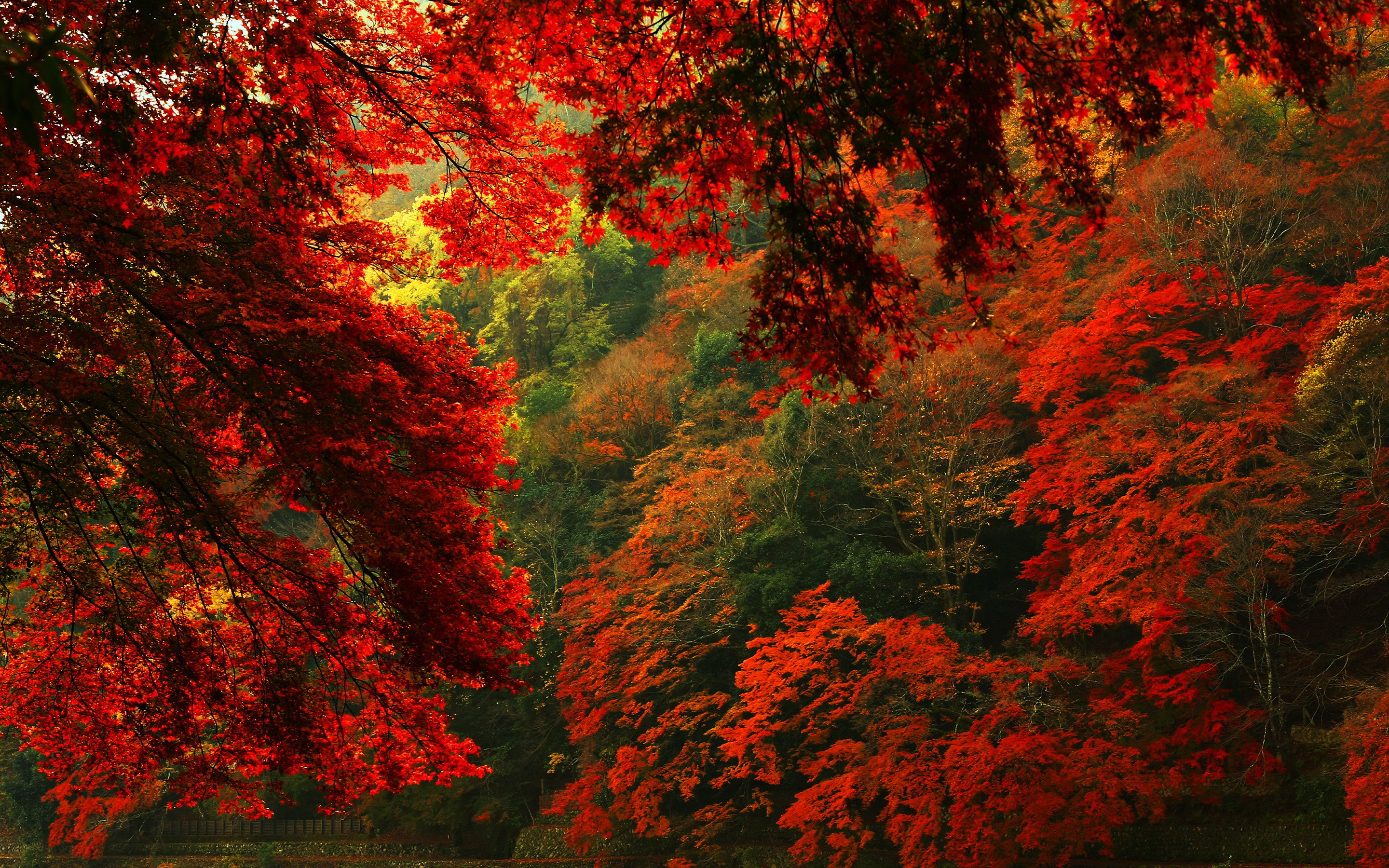 2880x1800 Red autumn forest hd
