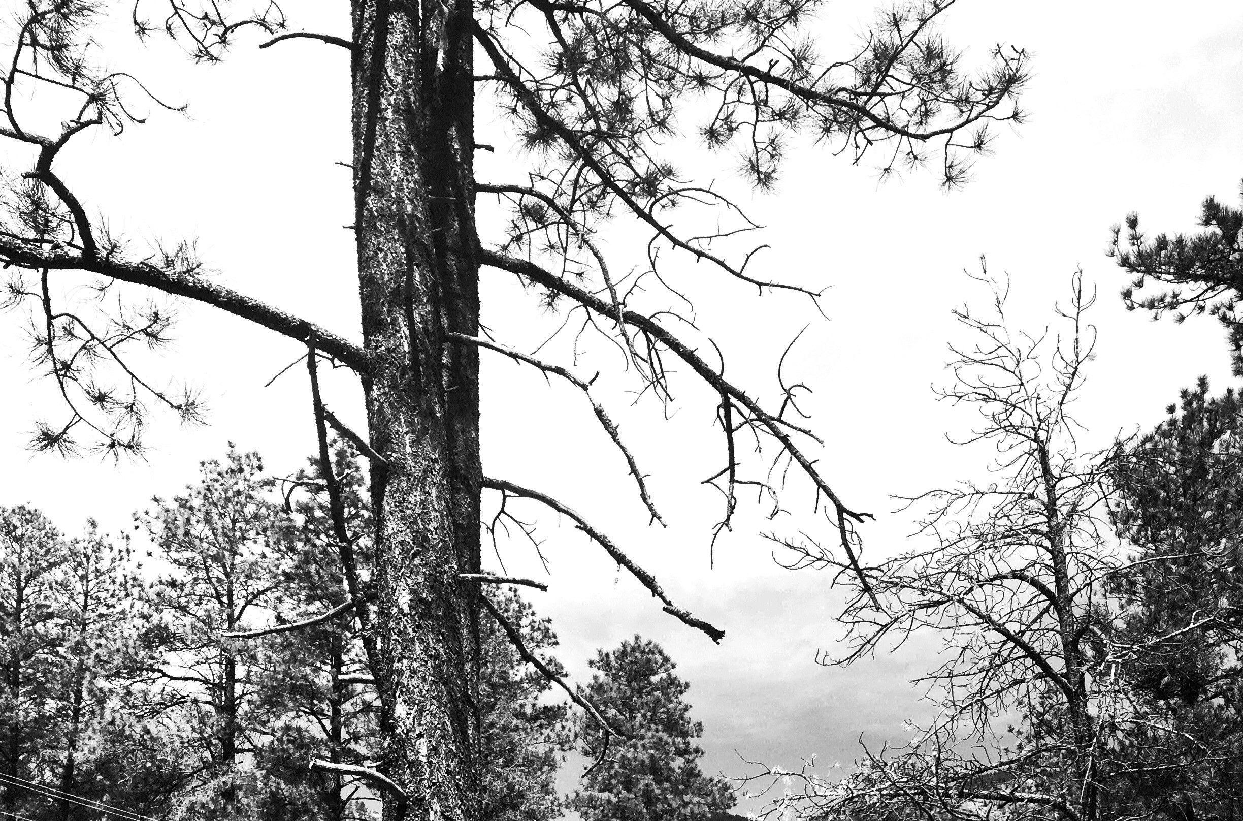2448x1616 tree nature forest branch black and white plant sky white sadness black  monochrome dead death trees