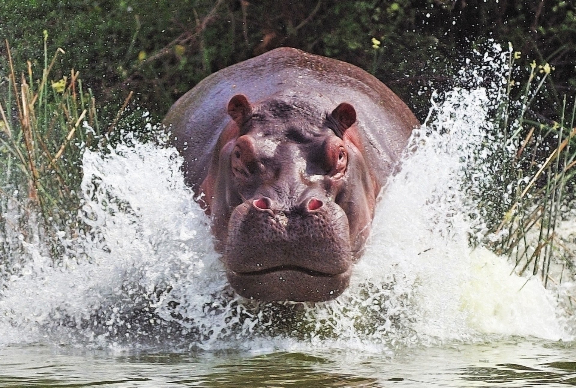 1920x1294 hippopotamus balloon river behemoth
