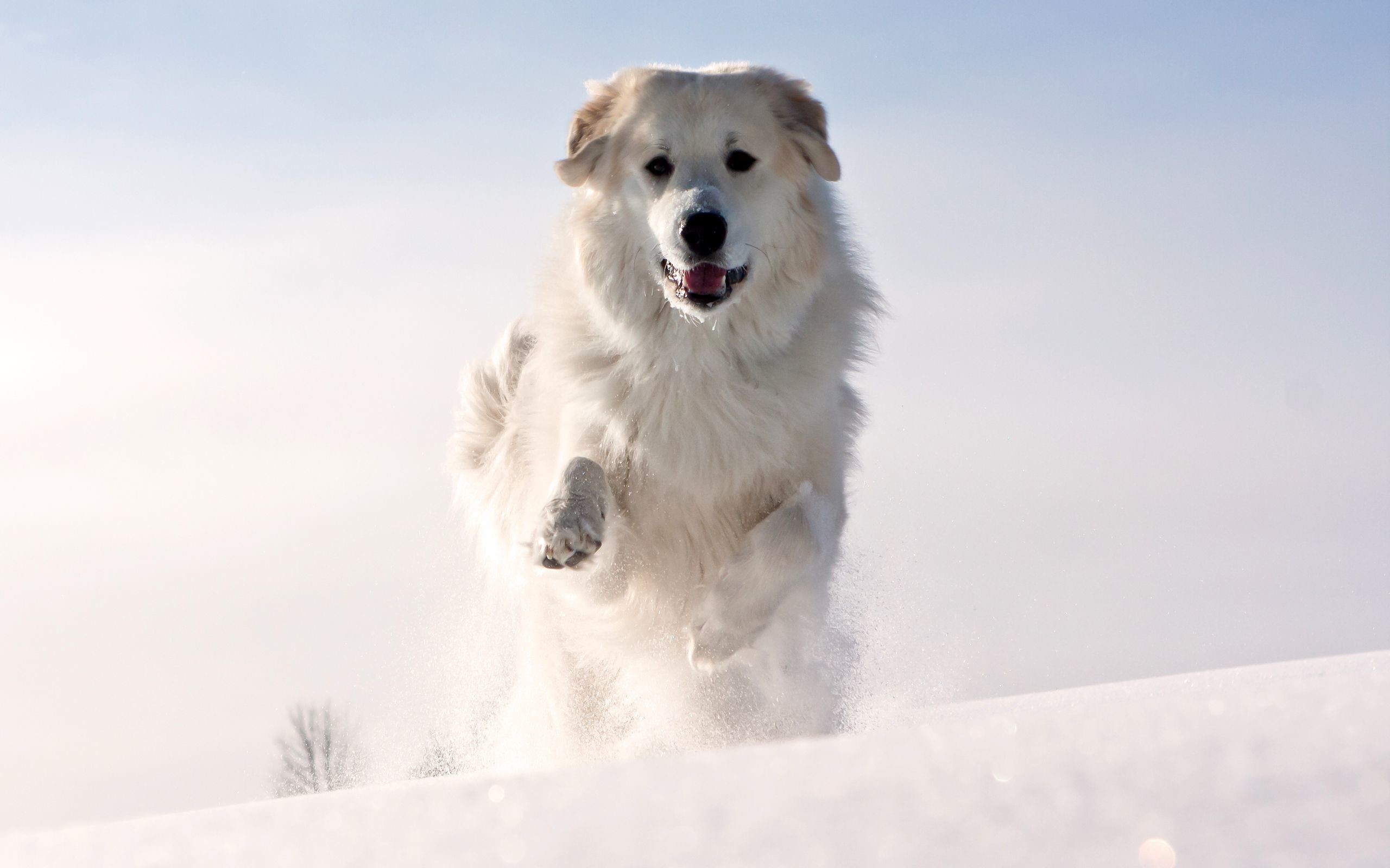 2560x1600 HD Snow Dog Wallpaper | Download Free - 112104