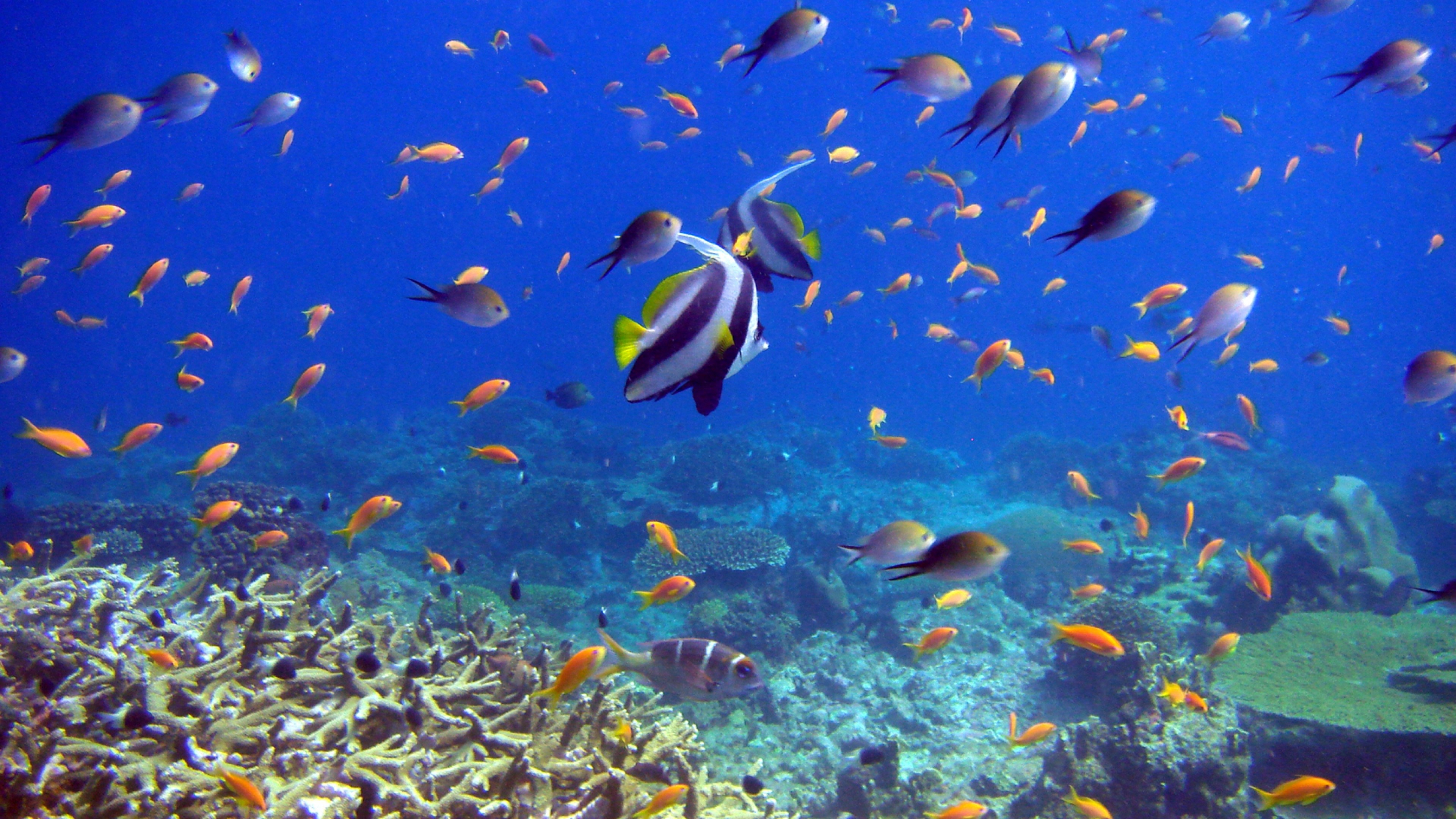 3840x2160 ... Wallpapers tropical fishes | underwater Egypt sea ocean fishes coral  tropical .
