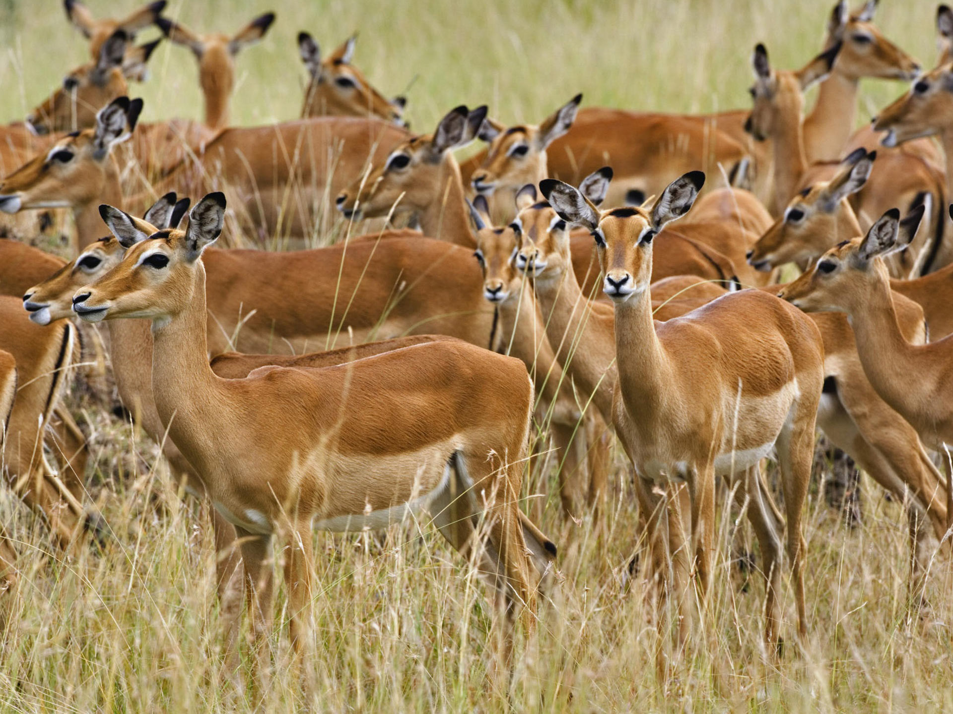 1920x1440 Herd of Female Impala, Masai Mara, Kenya, Africa