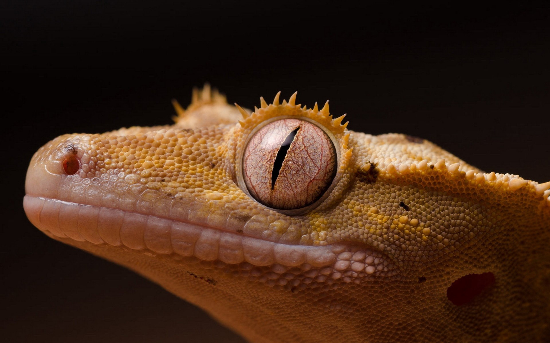 1920x1200 Cute Crested Gecko