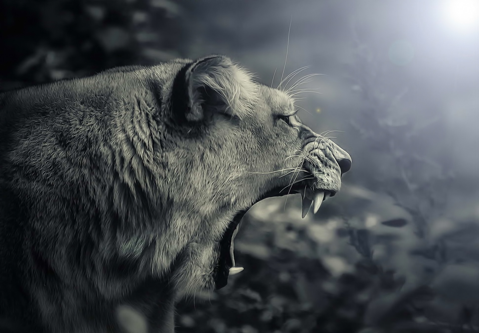 1920x1335 female lion roaring royalty black and white digital art