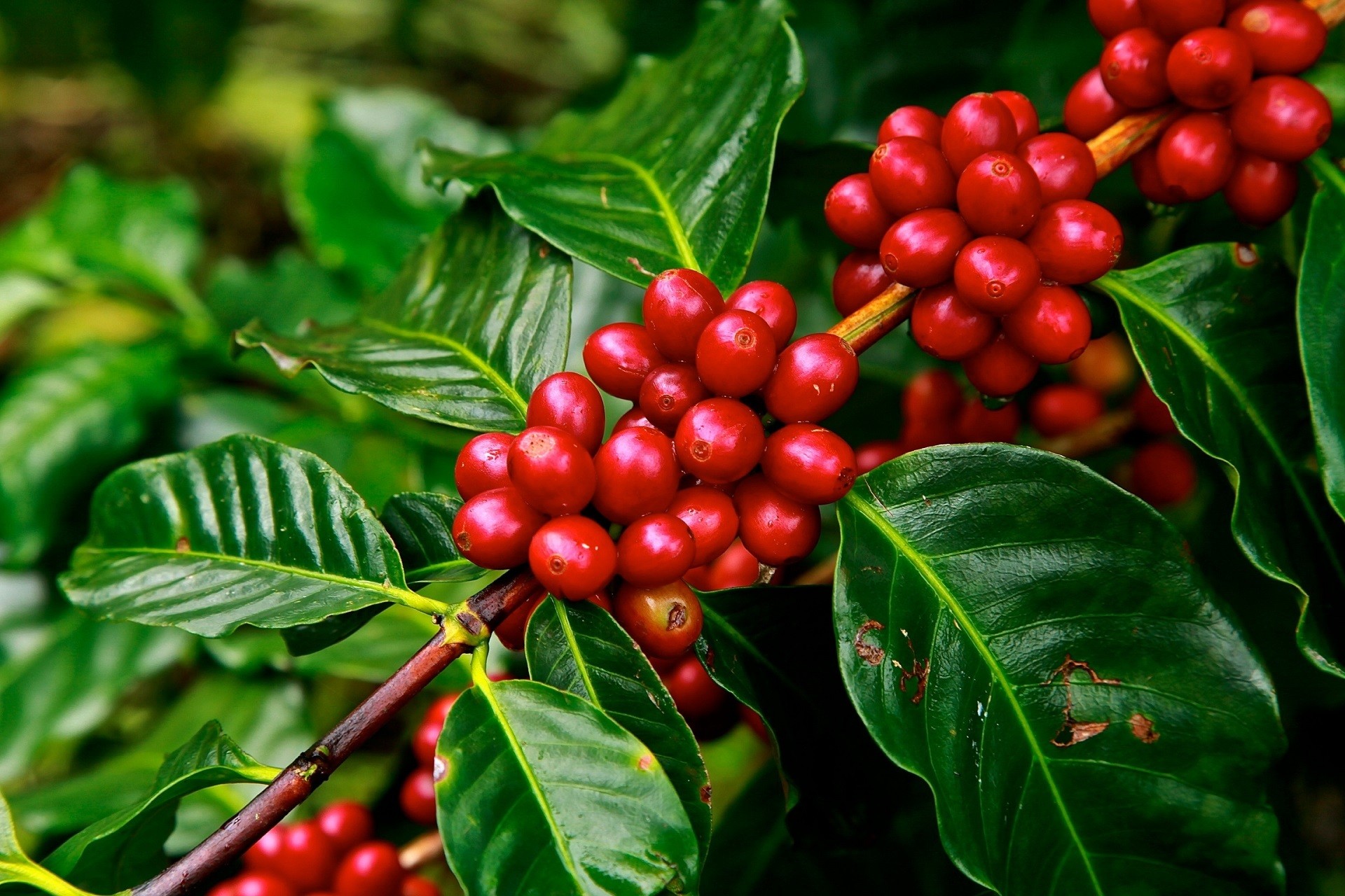 1920x1280 Food - Berry Branch Leaf Red Green Food Coffee Plant Wallpaper