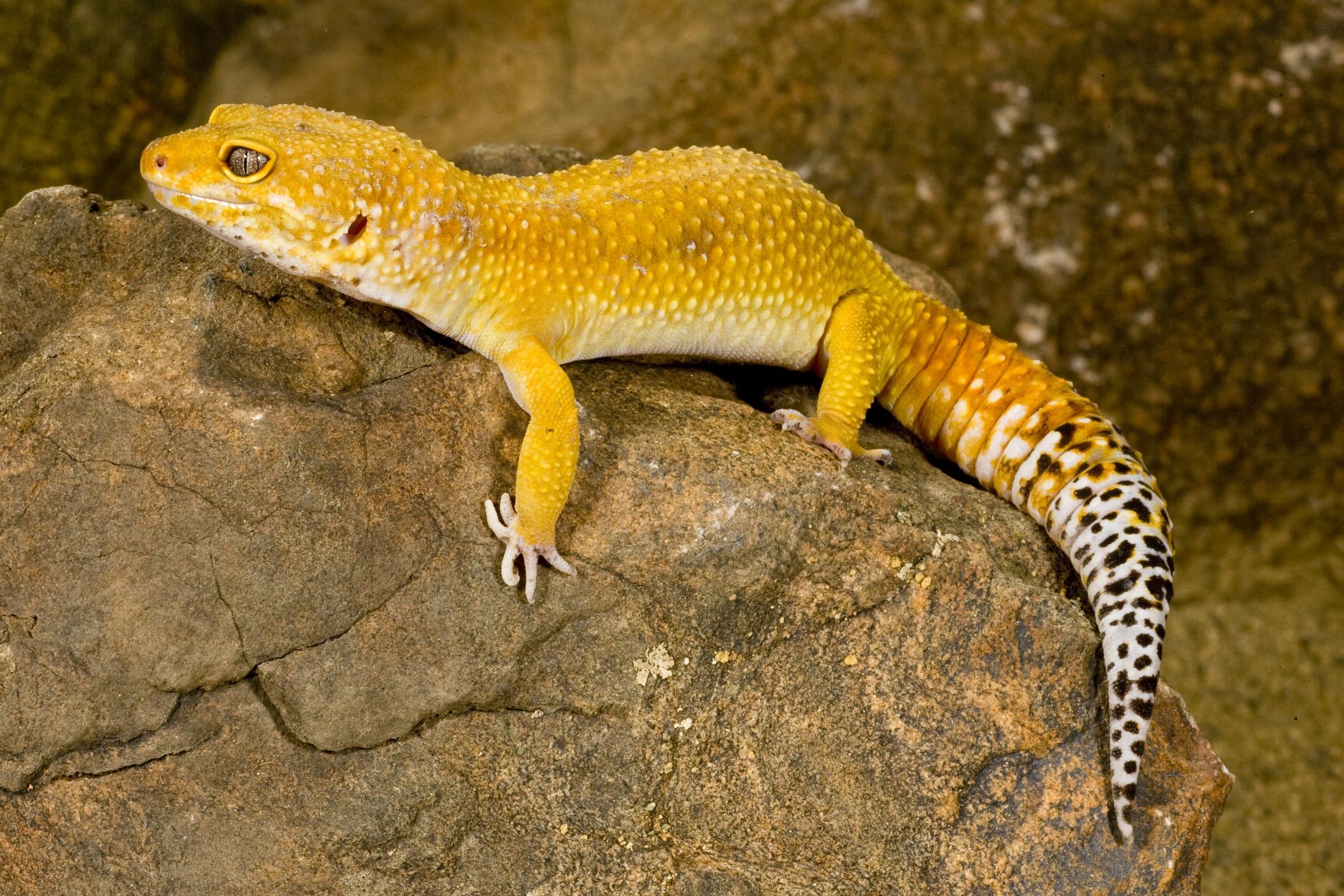 2121x1414 What Colors Do Leopard Geckos Come In?