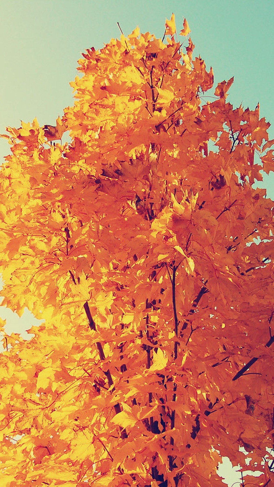 1080x1920 Colorful Autumn Tree Leaves #iPhone #6 #plus #wallpaper