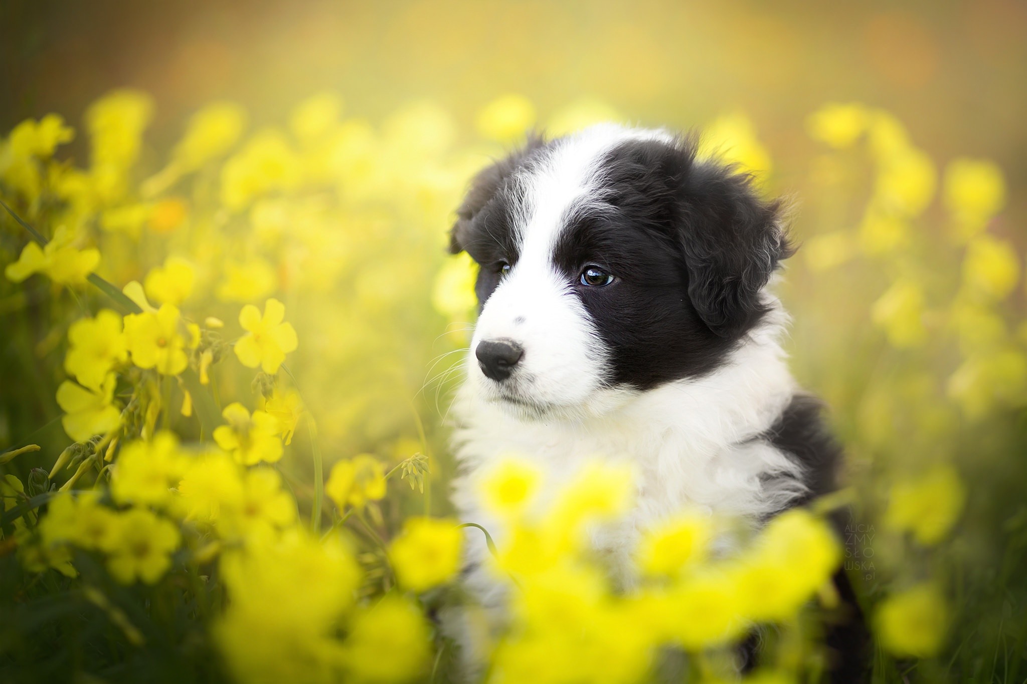 2048x1365 Puppy breed Border Collie sits in yellow flowers