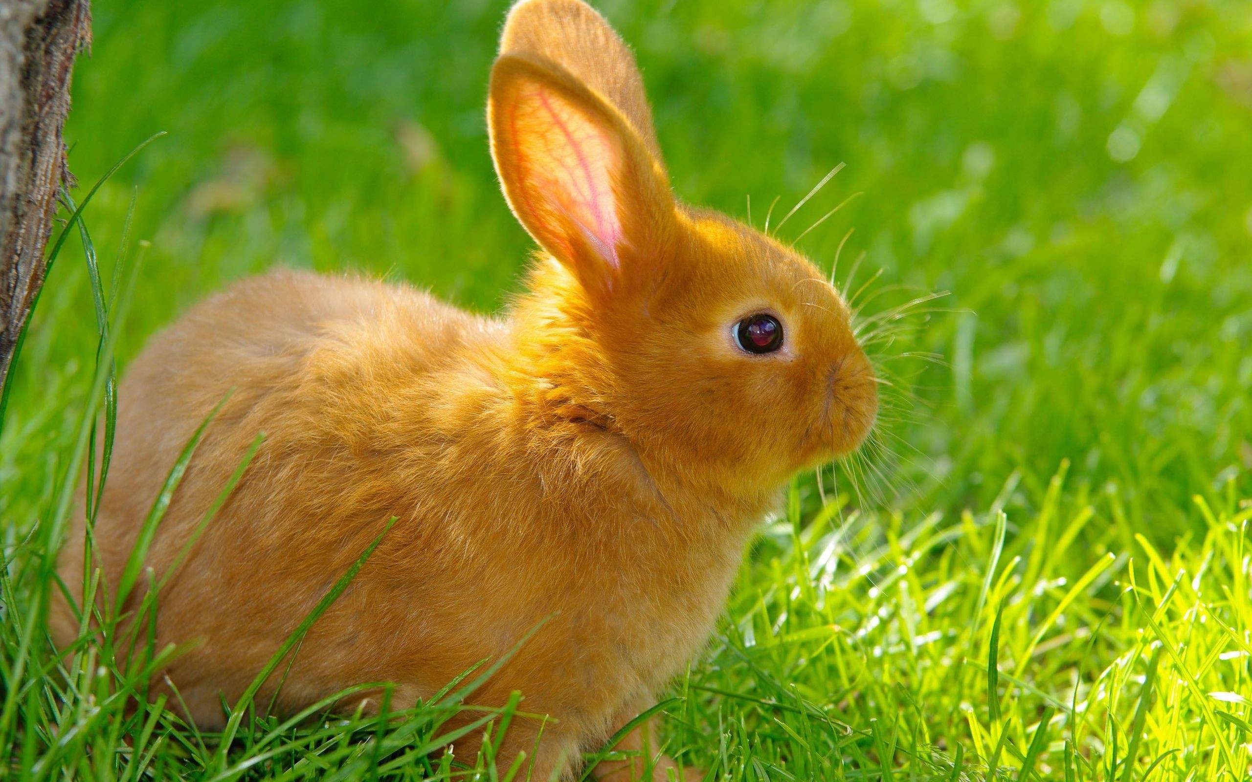 Cute Bunny Wallpapers (68+ images)