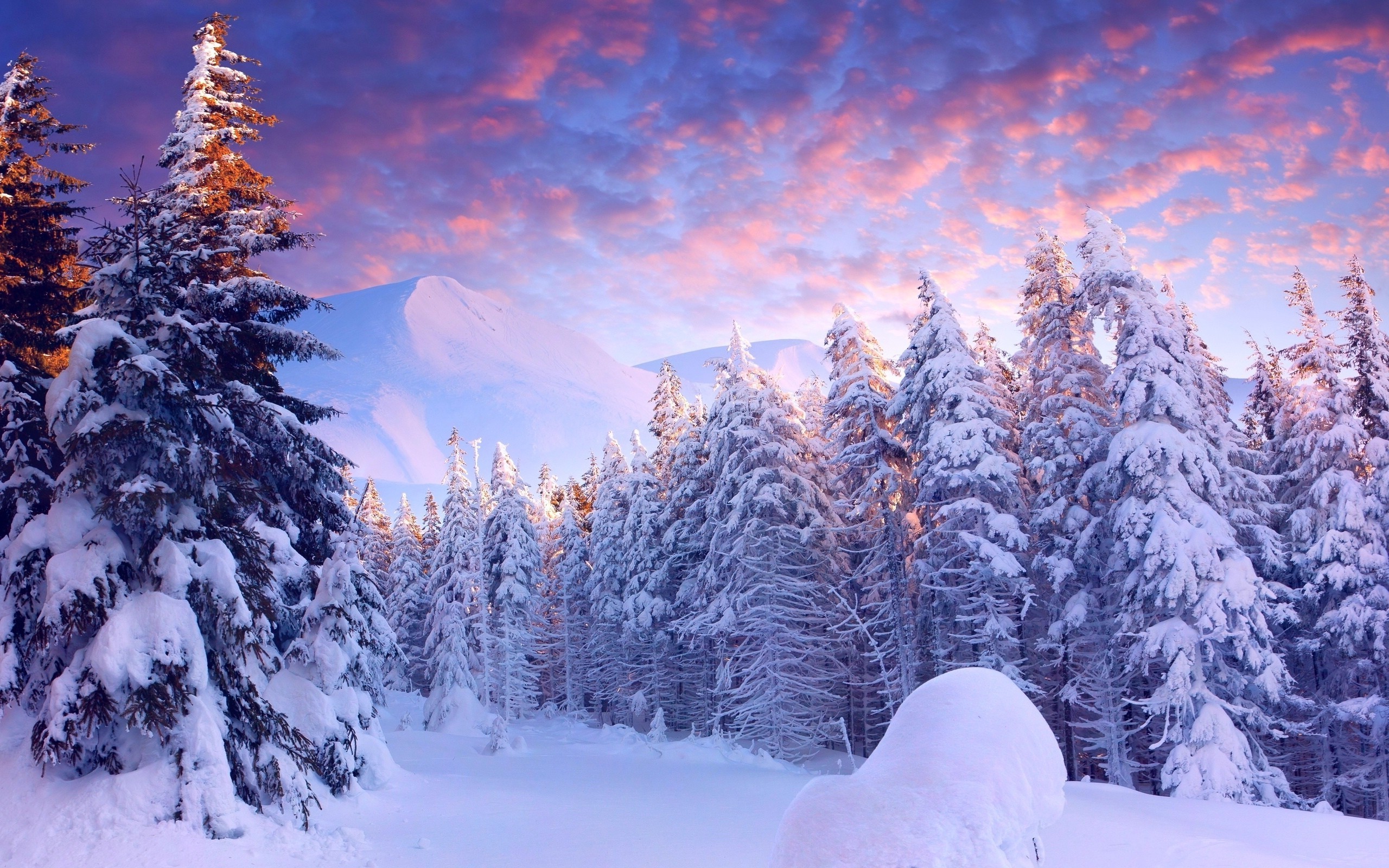 2560x1600 snow, Landscape, Trees Wallpapers HD / Desktop and Mobile Backgrounds