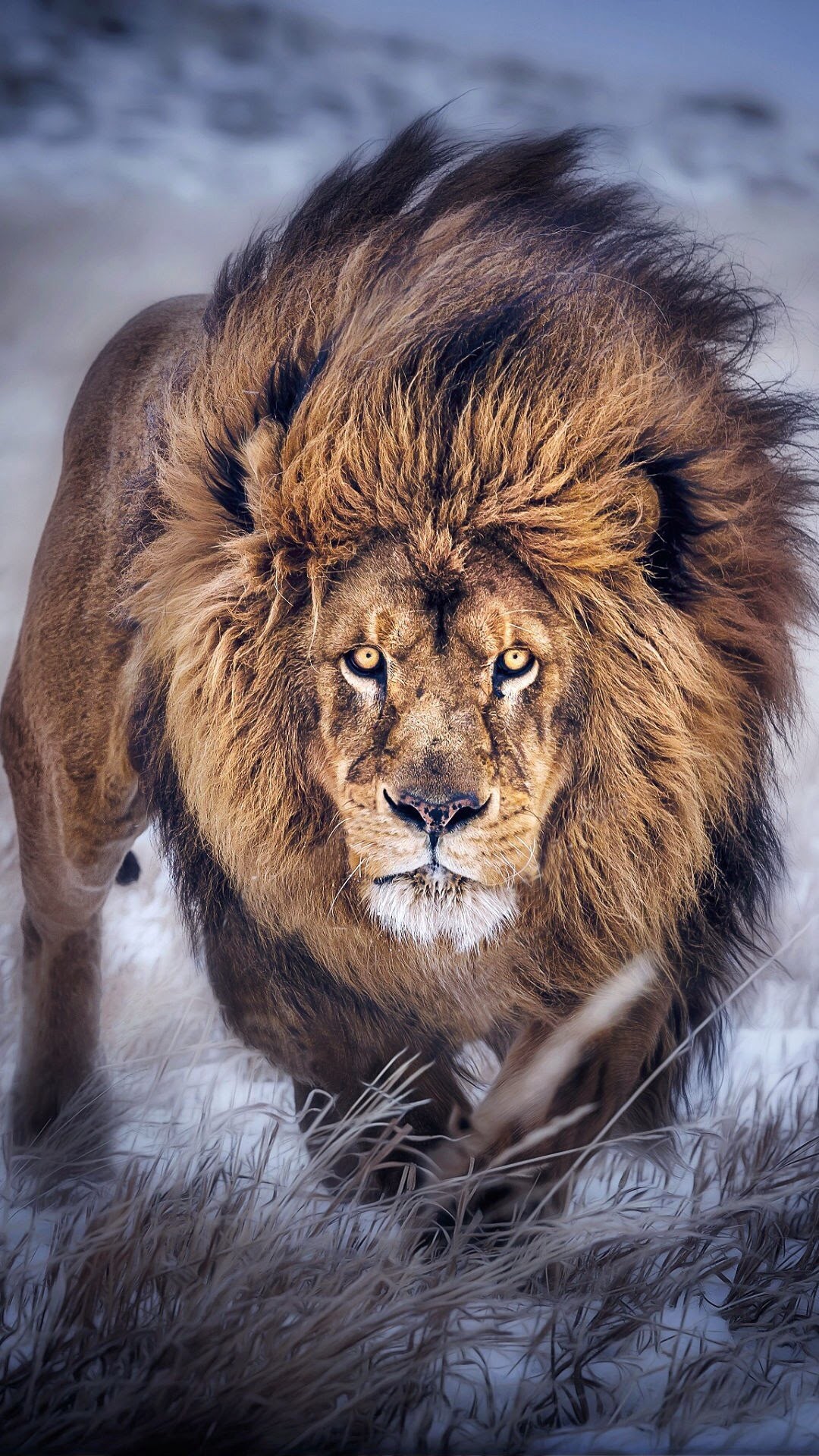 1080x1920 Lion wallpaper for iPhone. iPhone 6