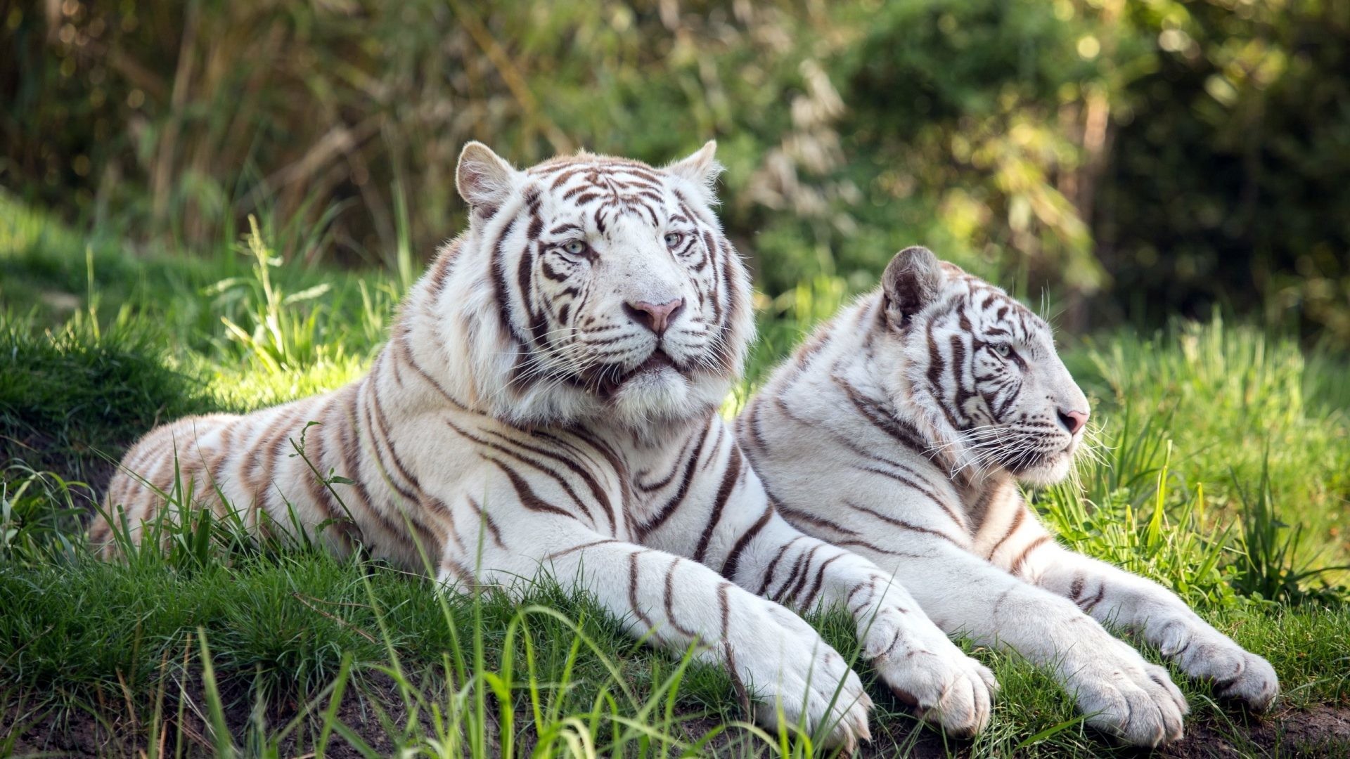 1920x1080 Cats - Two Animals White Tigers Animated Wallpapers Of Cats for HD 16:9 High
