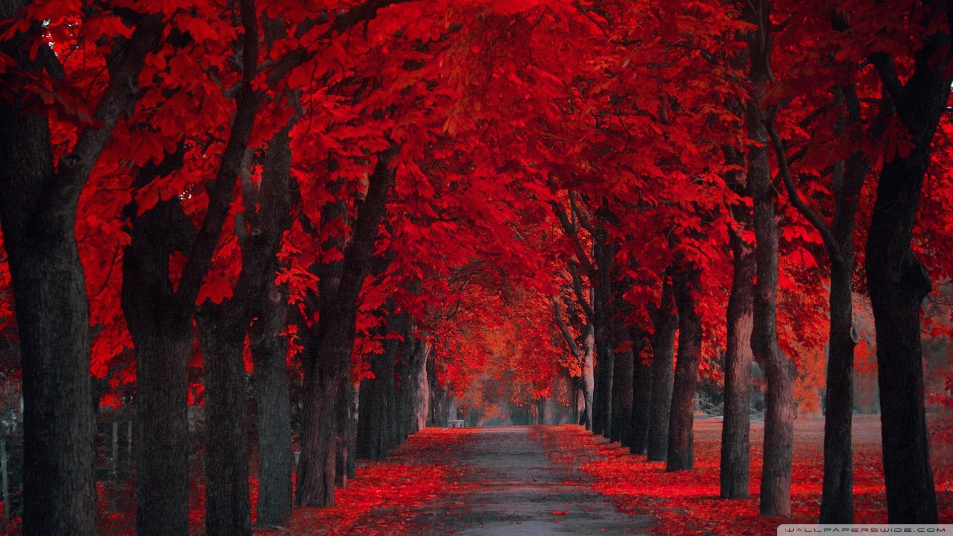 1920x1080 Red Fall Leaves Pictures As Wallpaper HD