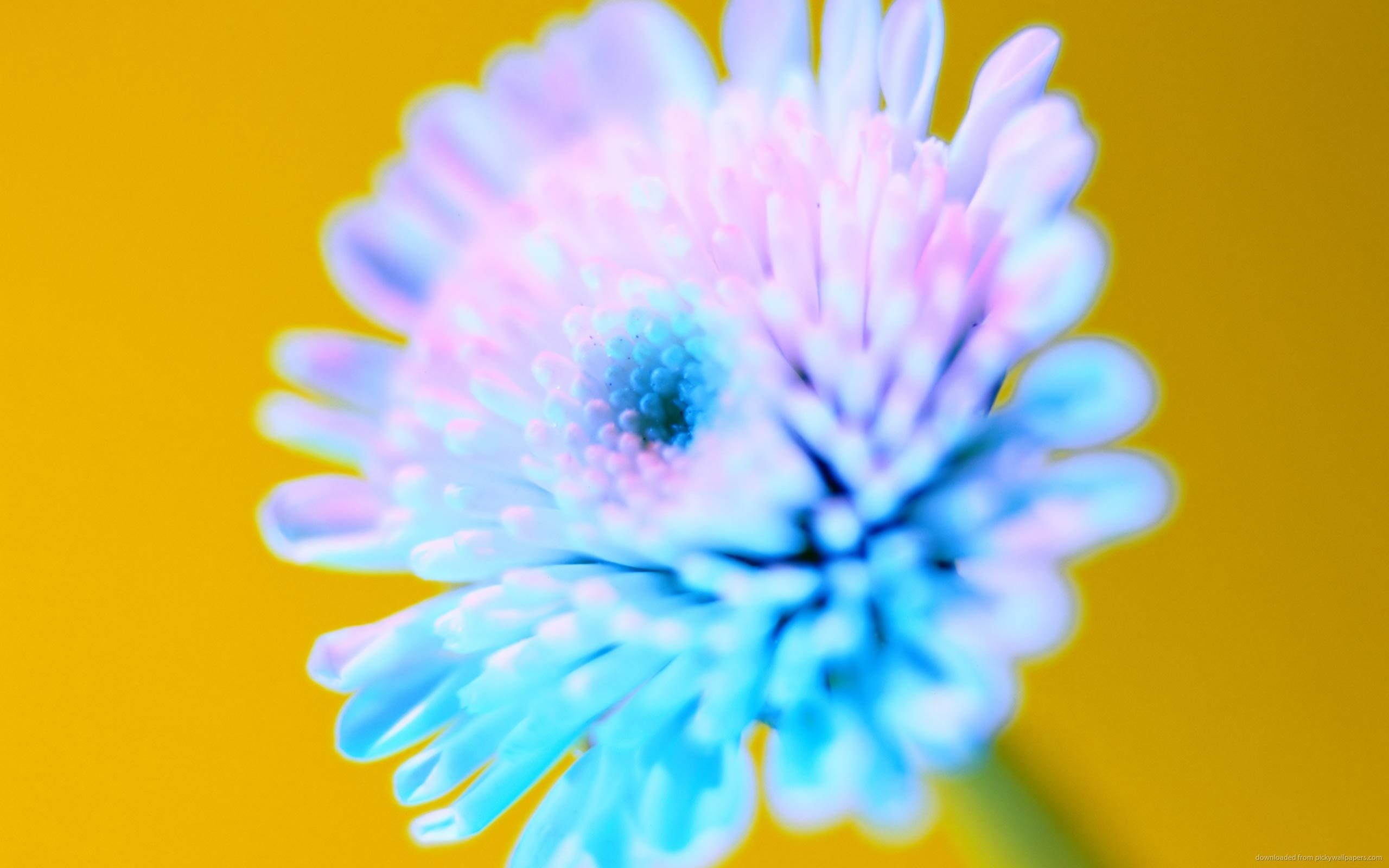 2560x1600 Bright Blue Flower for 