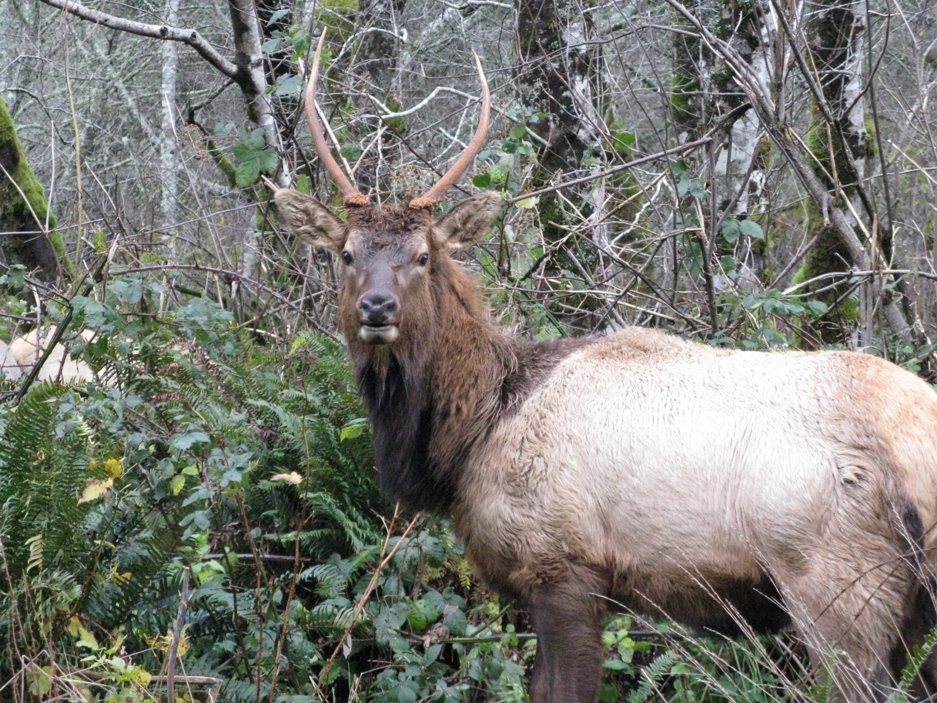 1920x1440 Bull Elk