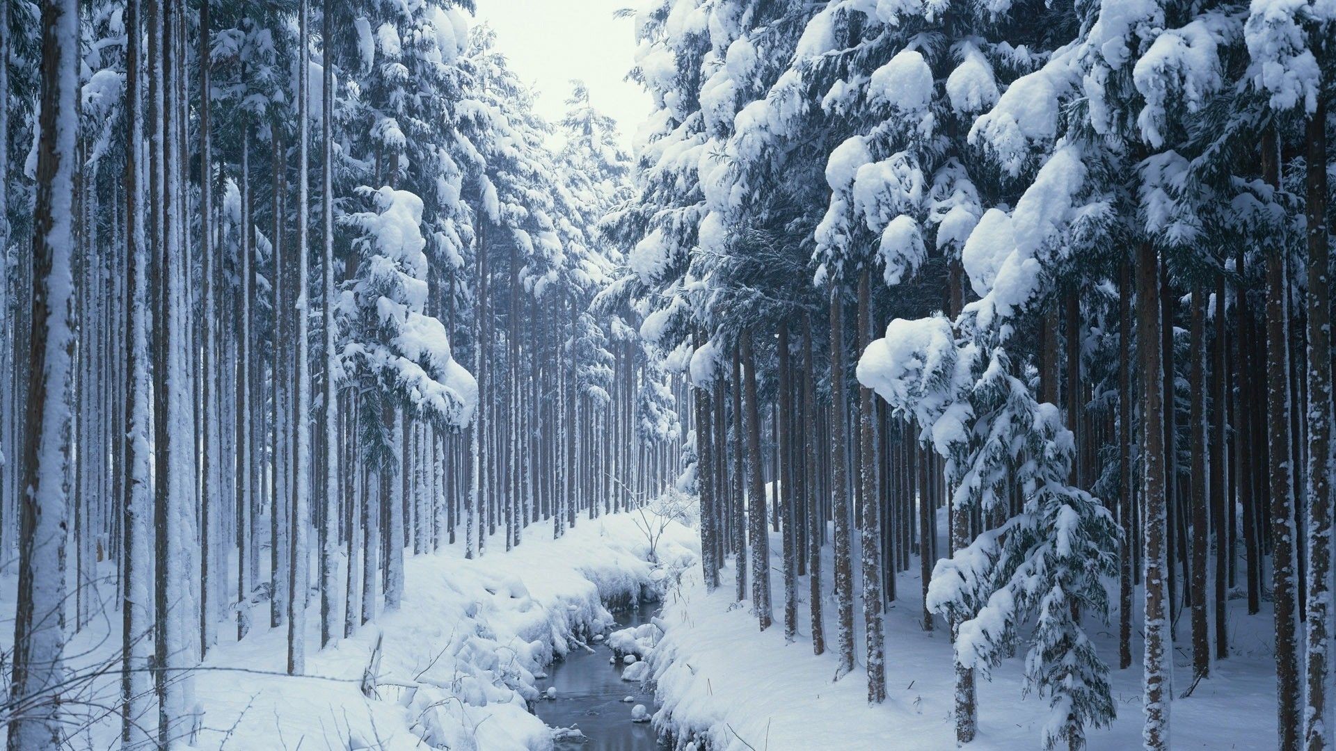 1920x1080 Winter Trees HDR Photography HD Wallpaper. Â« Â»