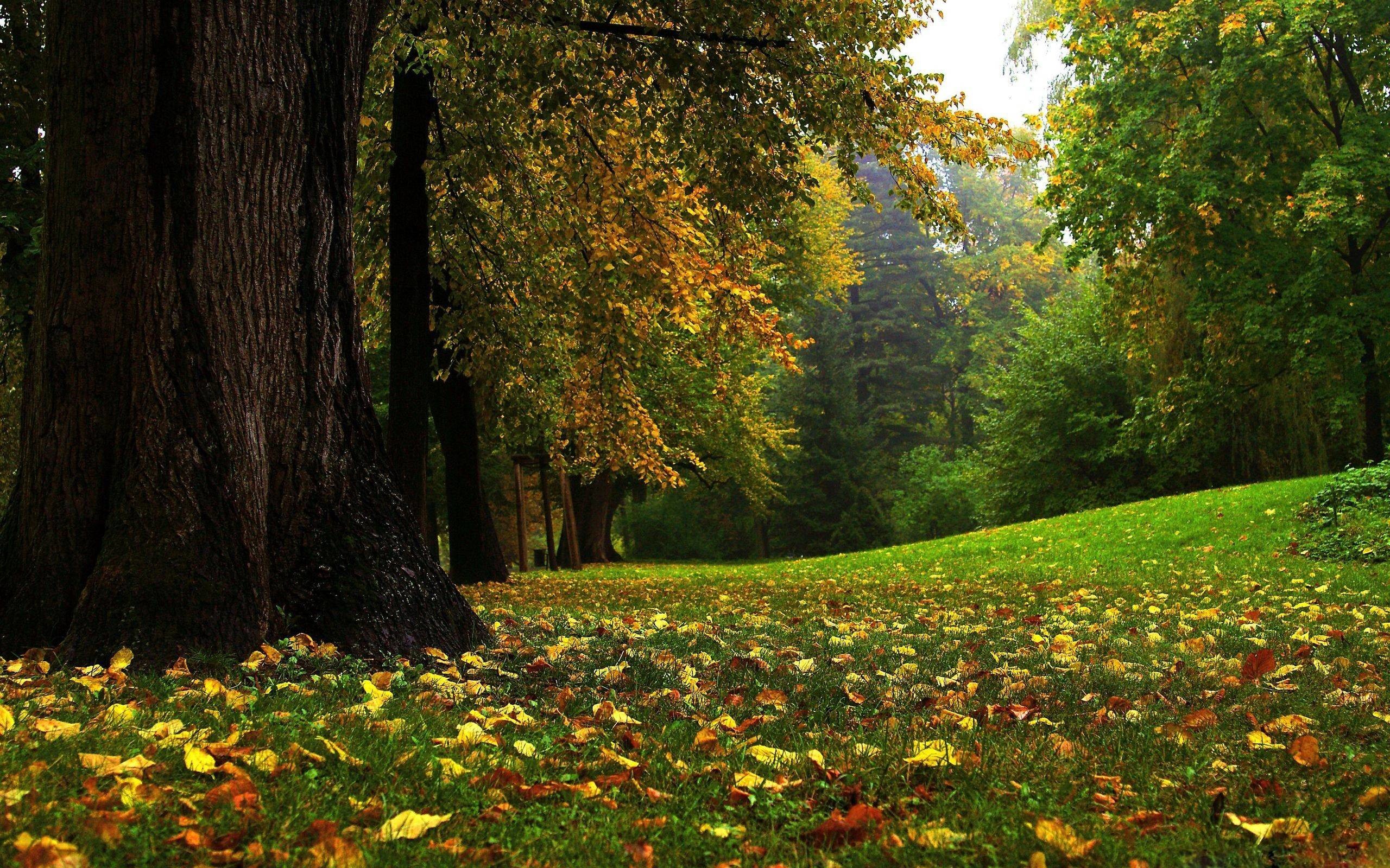 2560x1600 Wallpapers For > Beautiful Forest Hd Wallpaper