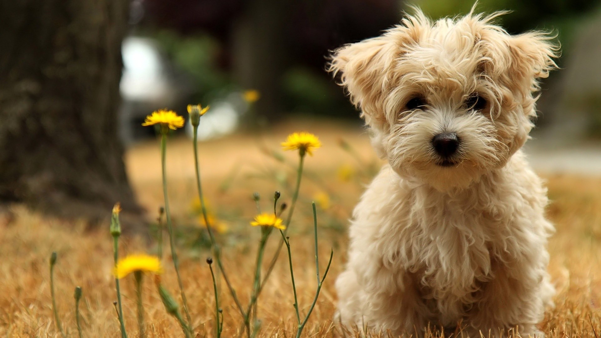 1920x1080 Beautiful, Cute, Dog, Widescreen, High, Definition, Wallpaper, Download, Dog,  Images, Free, Lovely Animals, Widescreen, Hd, 1920Ã1080 Wallpaper HD