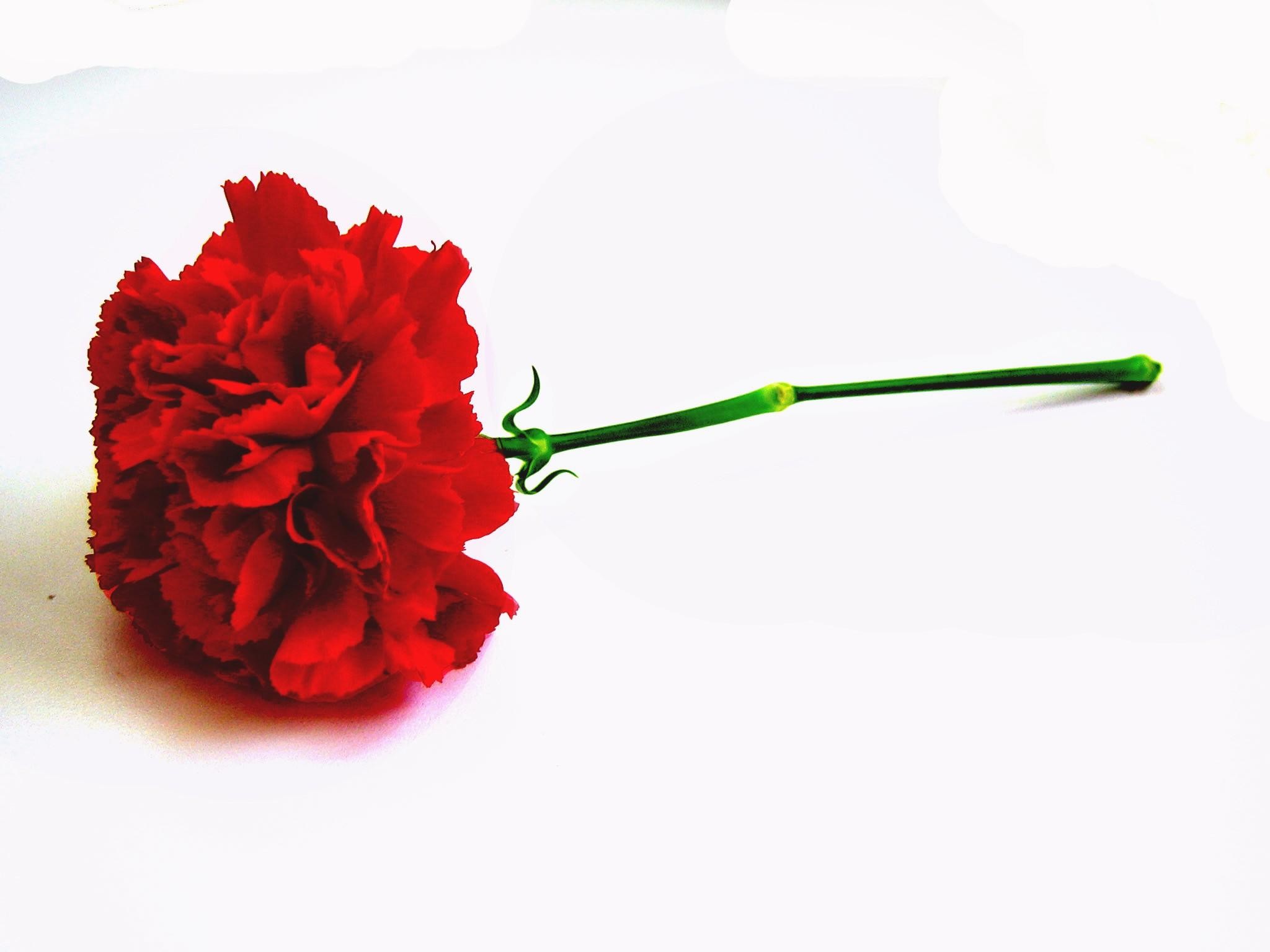 2048x1536 Carnation wallpapers for android