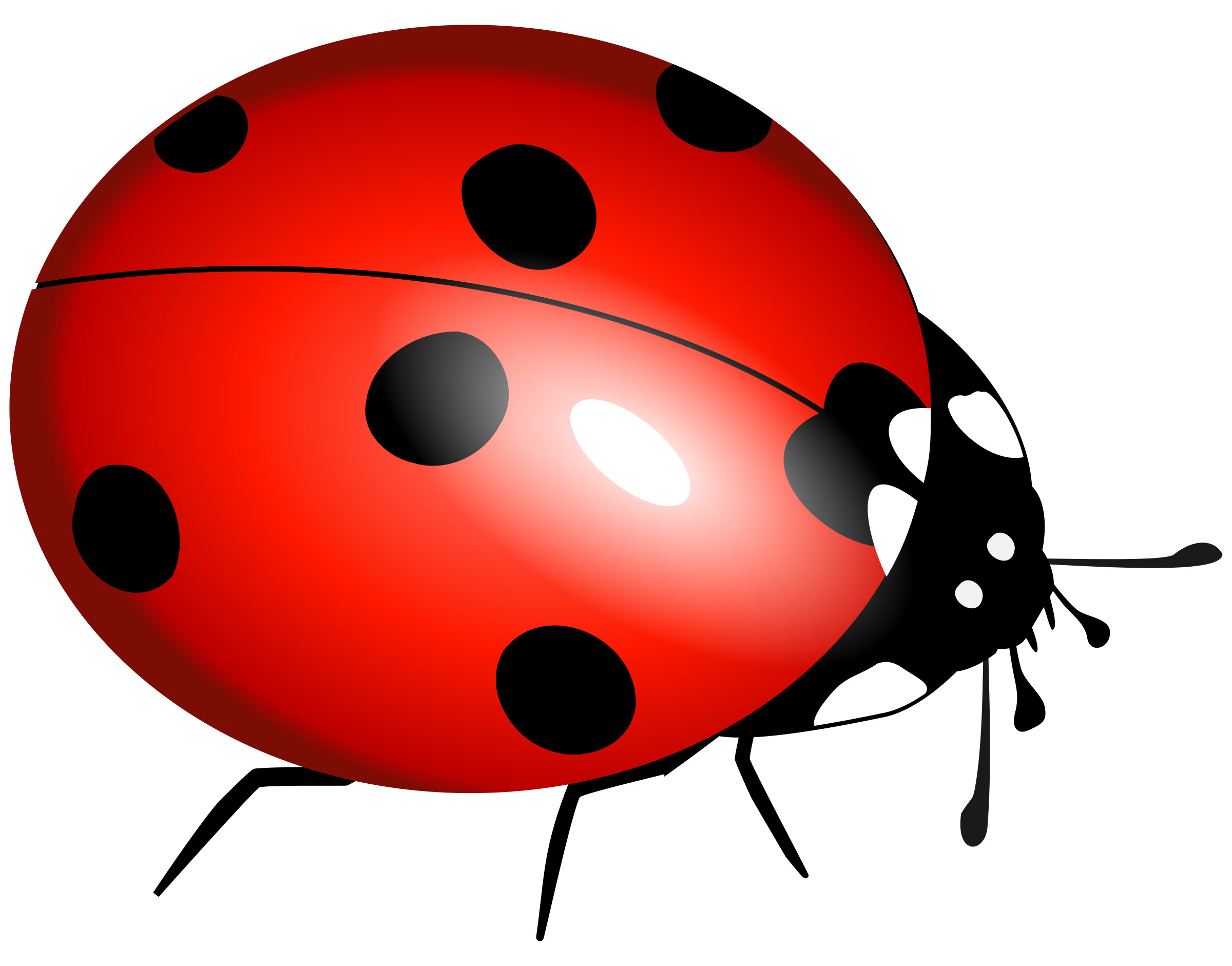 2400x1882 Ladybug
