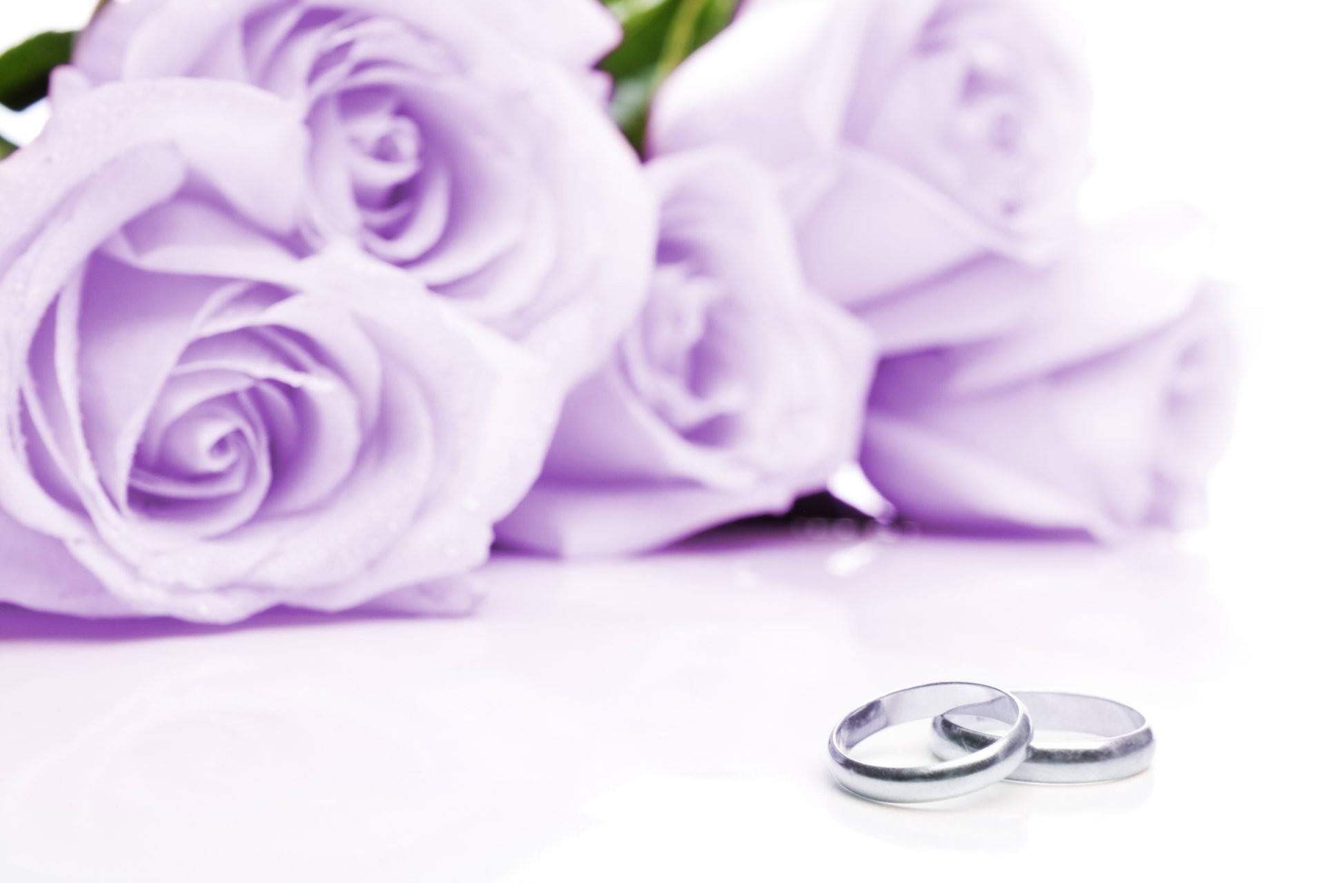 1920x1280 Cloth Wedding Rings Flower Purple Roses Cloth Wedding Rings Flowers