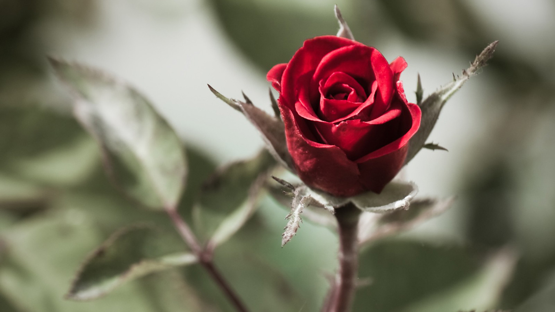 1920x1080 Red Rose Flowers Background Nature Desktop HD wallpapers