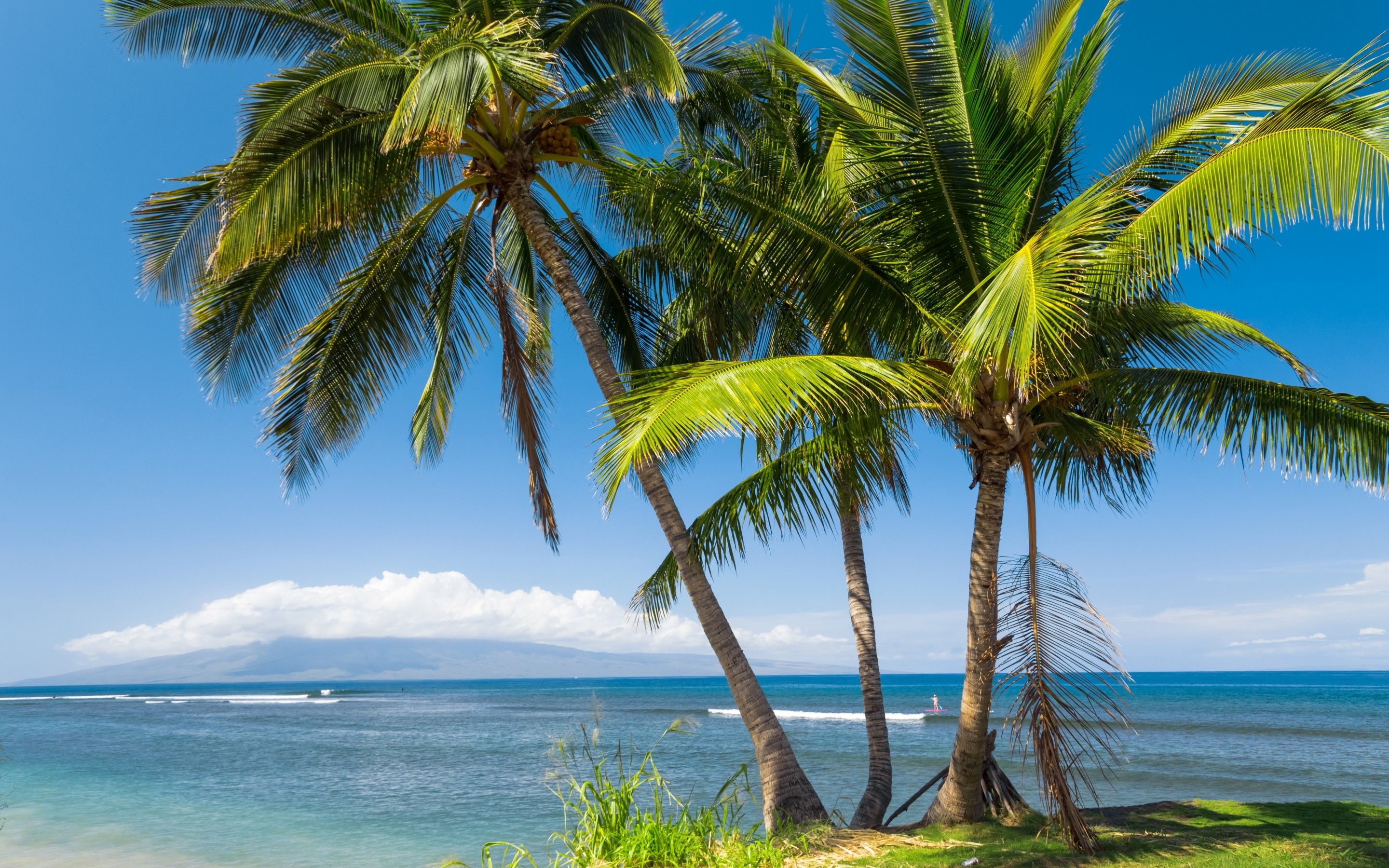 2880x1800 USA, Hawaii, sea, beach, palm tree, sun, tropics, palm