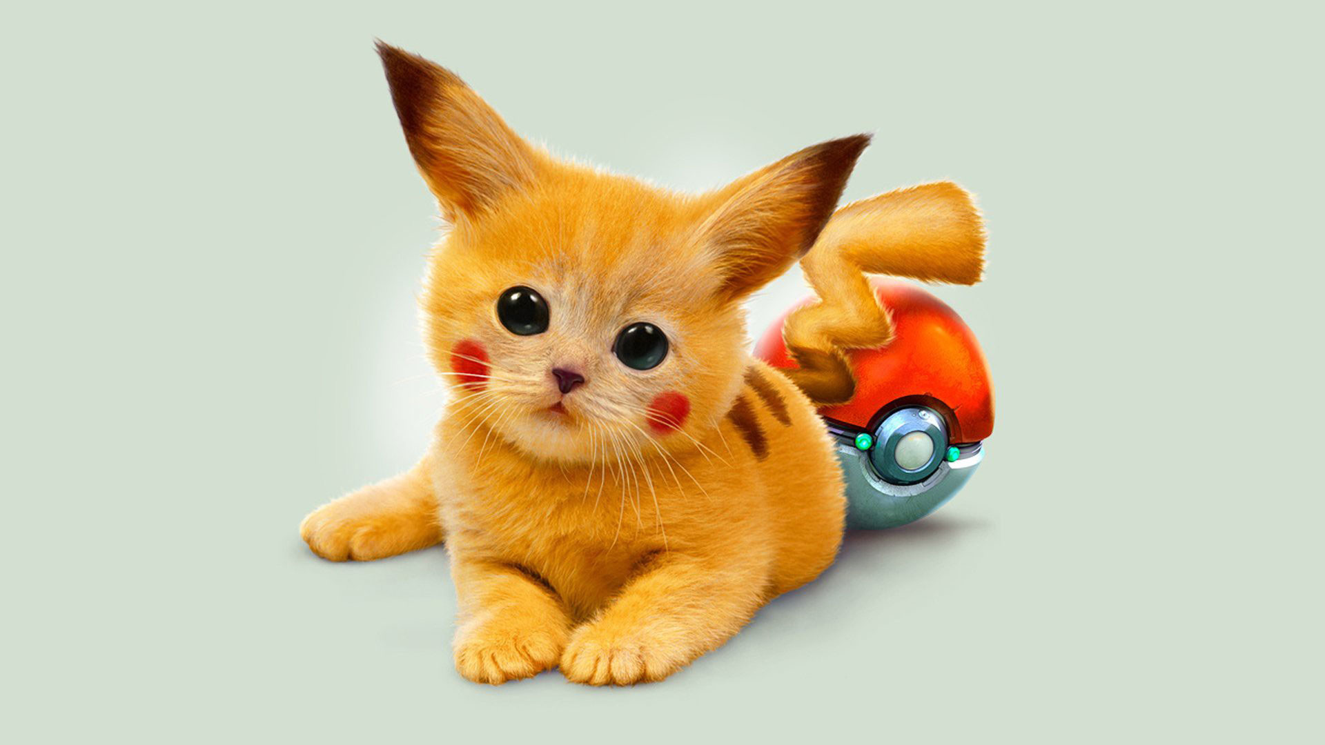 1920x1080 hd pics photos cute cat kitten doll for kids stunning attractive hd quality  desktop background wallpaper