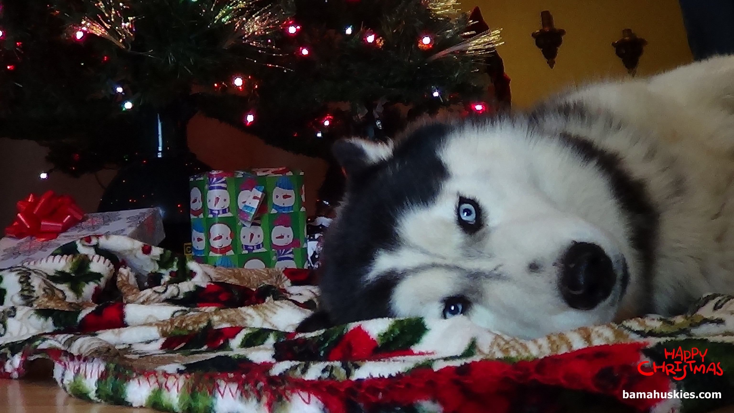 3072x1728 Christmas Siberian Husky Pictures – Siberian Husky Puppies For Sale ...