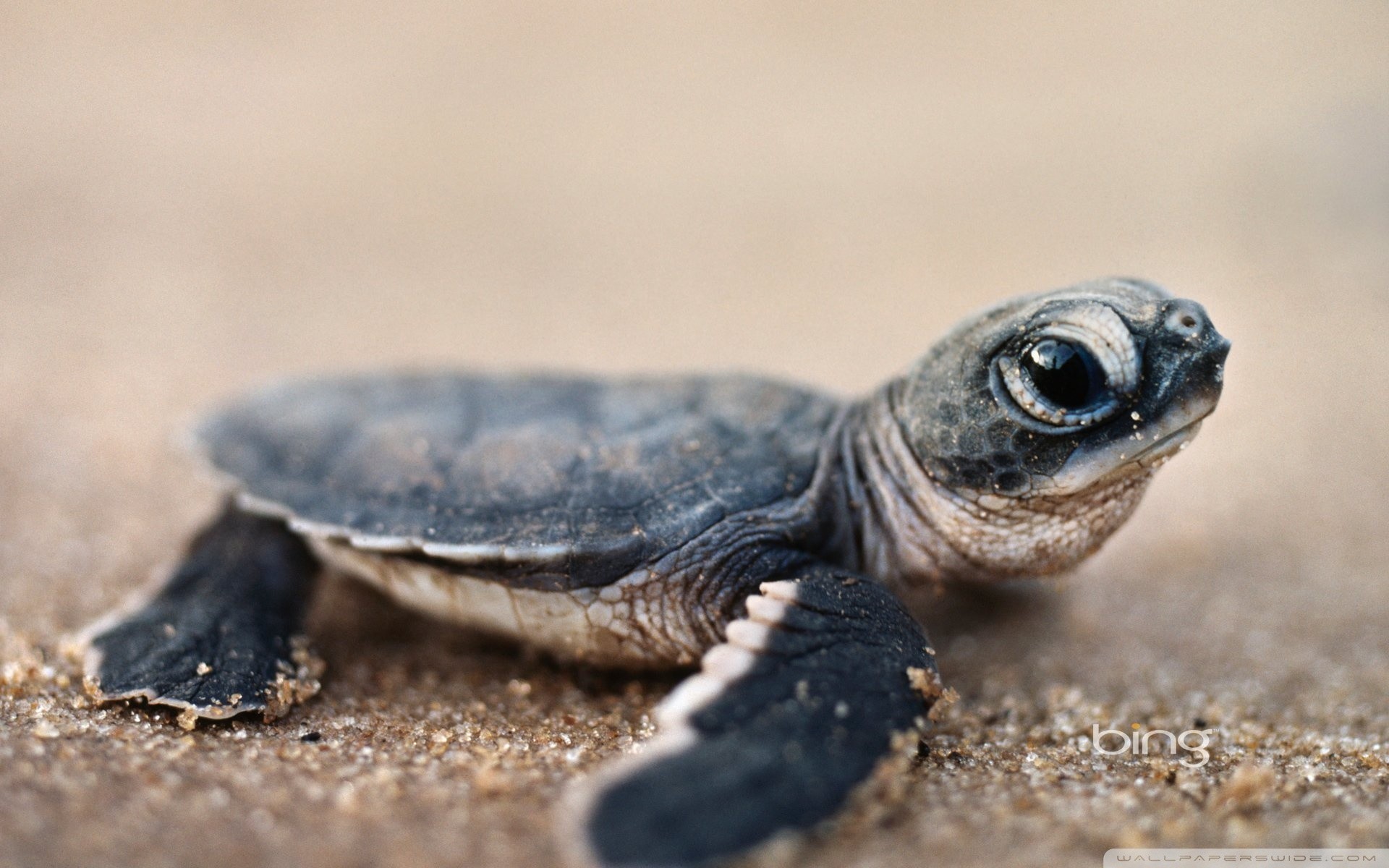 1920x1200 Baby Turtle wallpapers