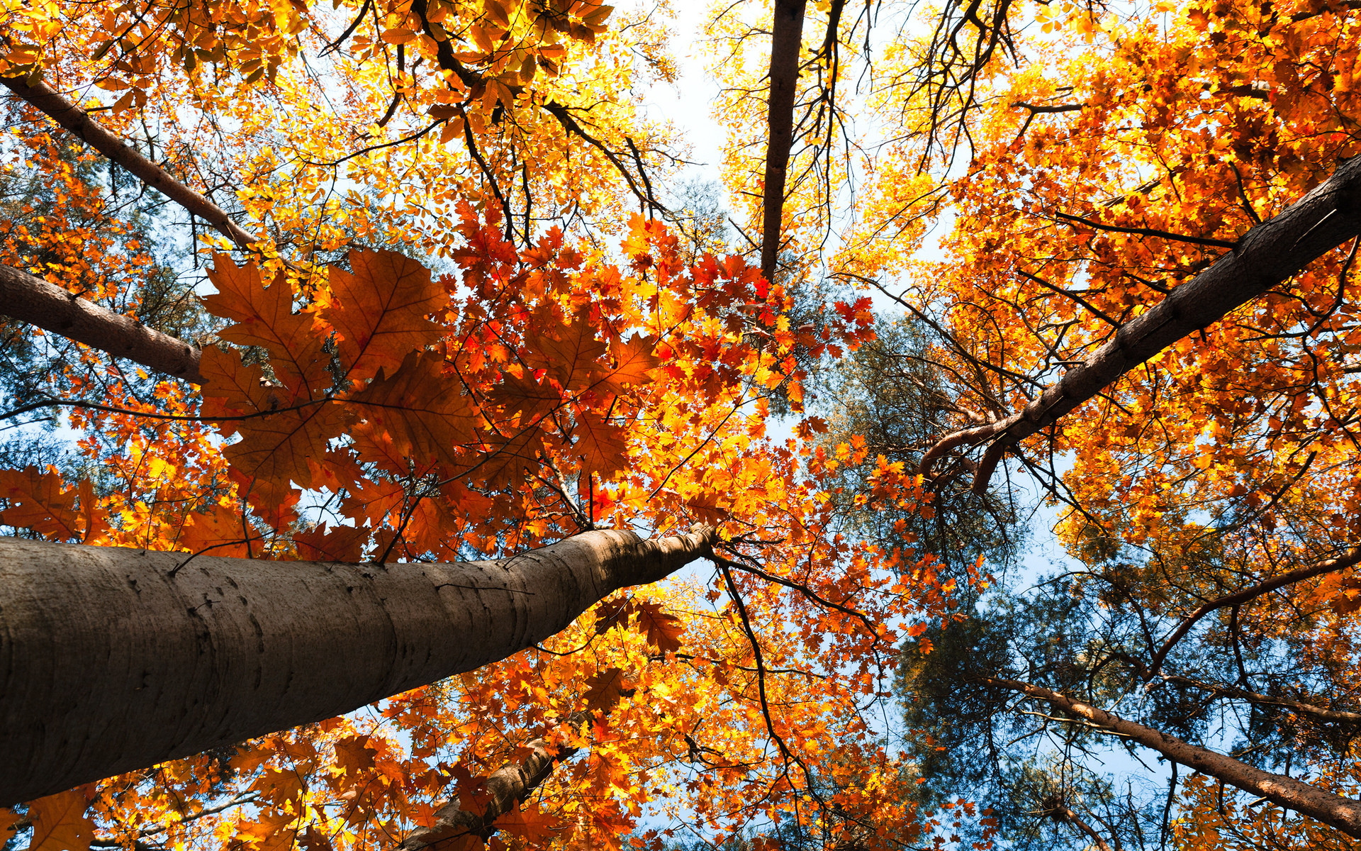 1920x1200  Nature trees treetops autumn fall seasons leaves sky sunlight  color wallpaper |  | 27596 | WallpaperUP