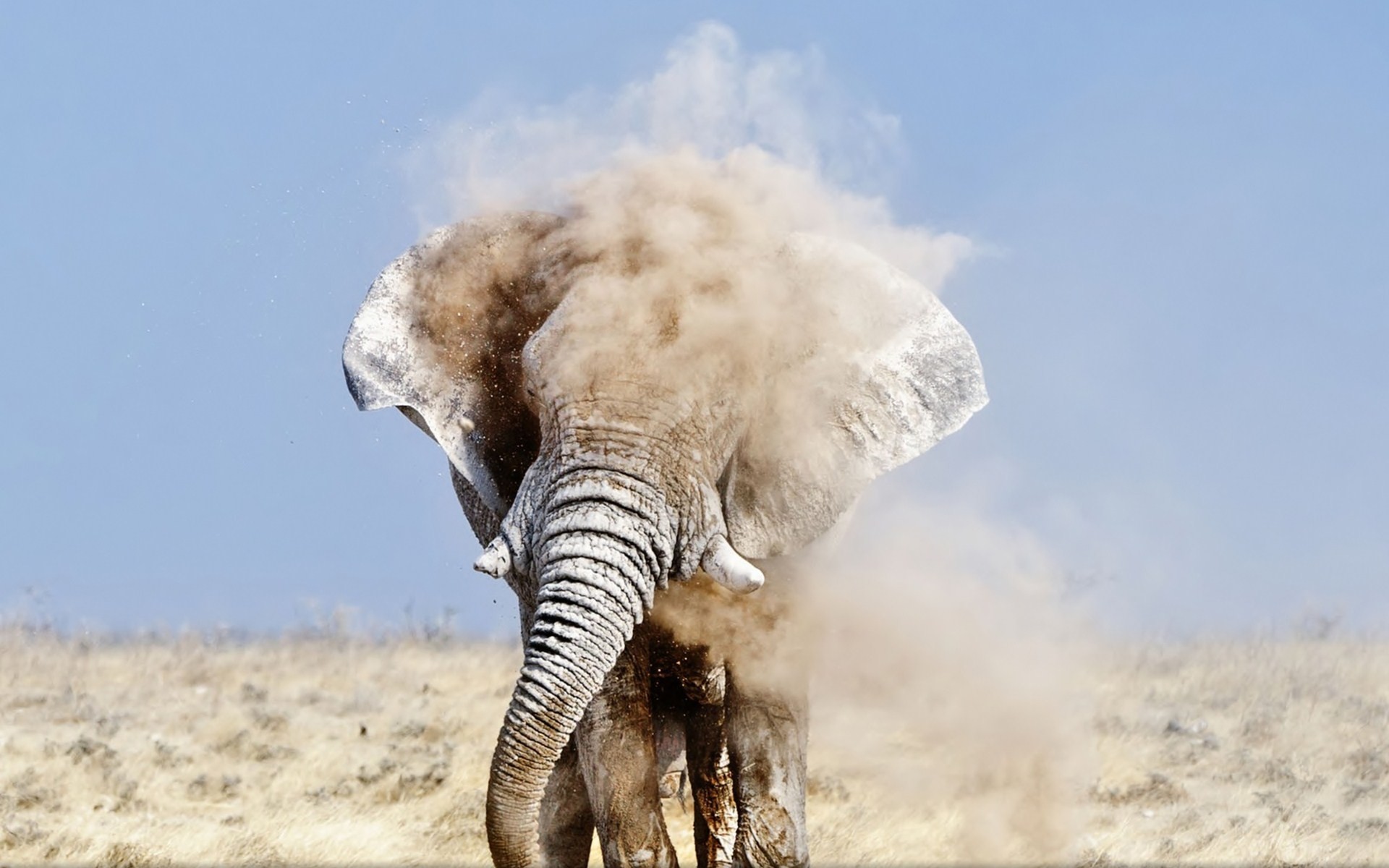 1920x1200 Elephant Full Of Dust Desktop Background. Download  ...