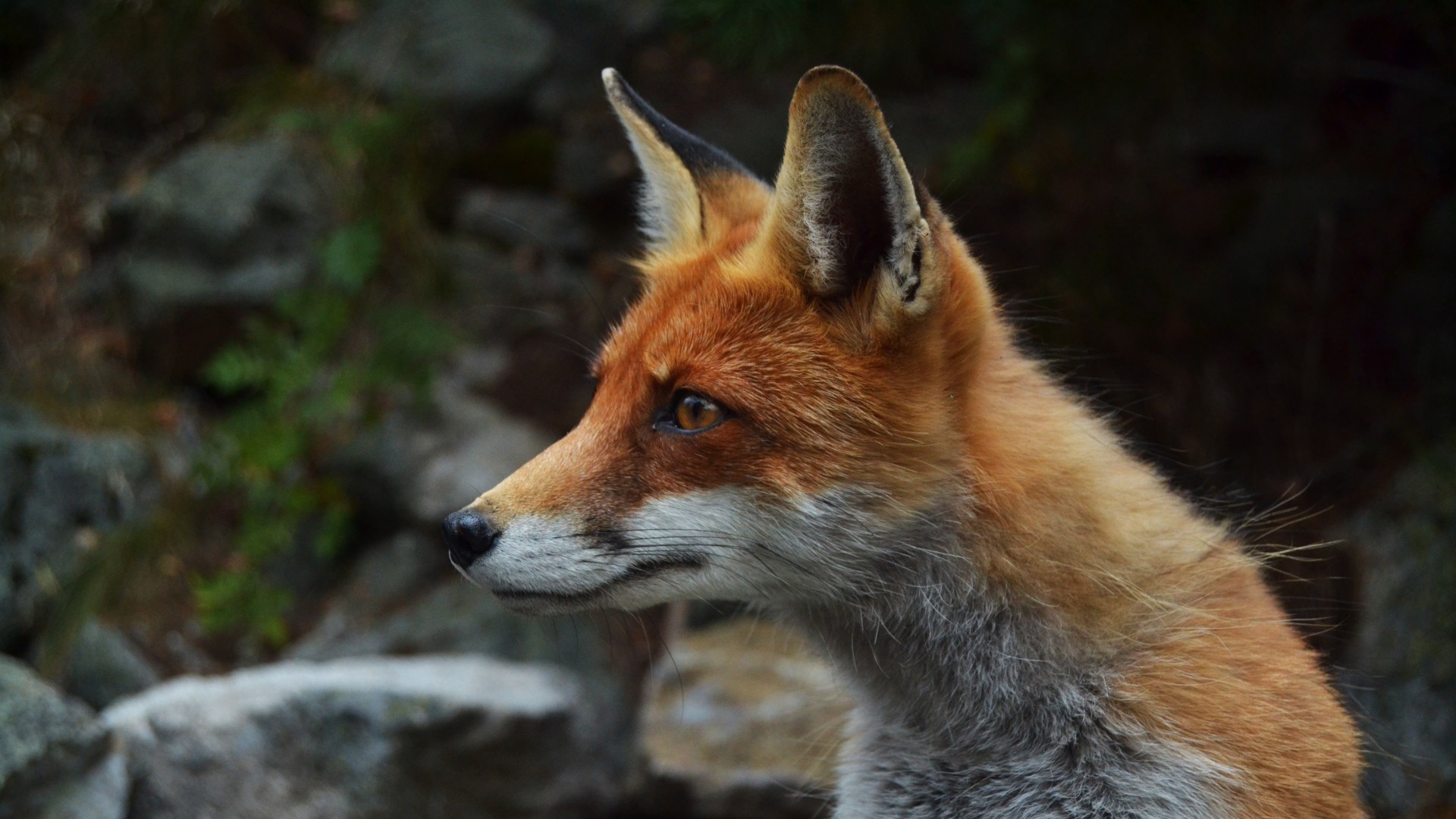 1920x1080 Full HD Wallpaper fox hunt muzzle