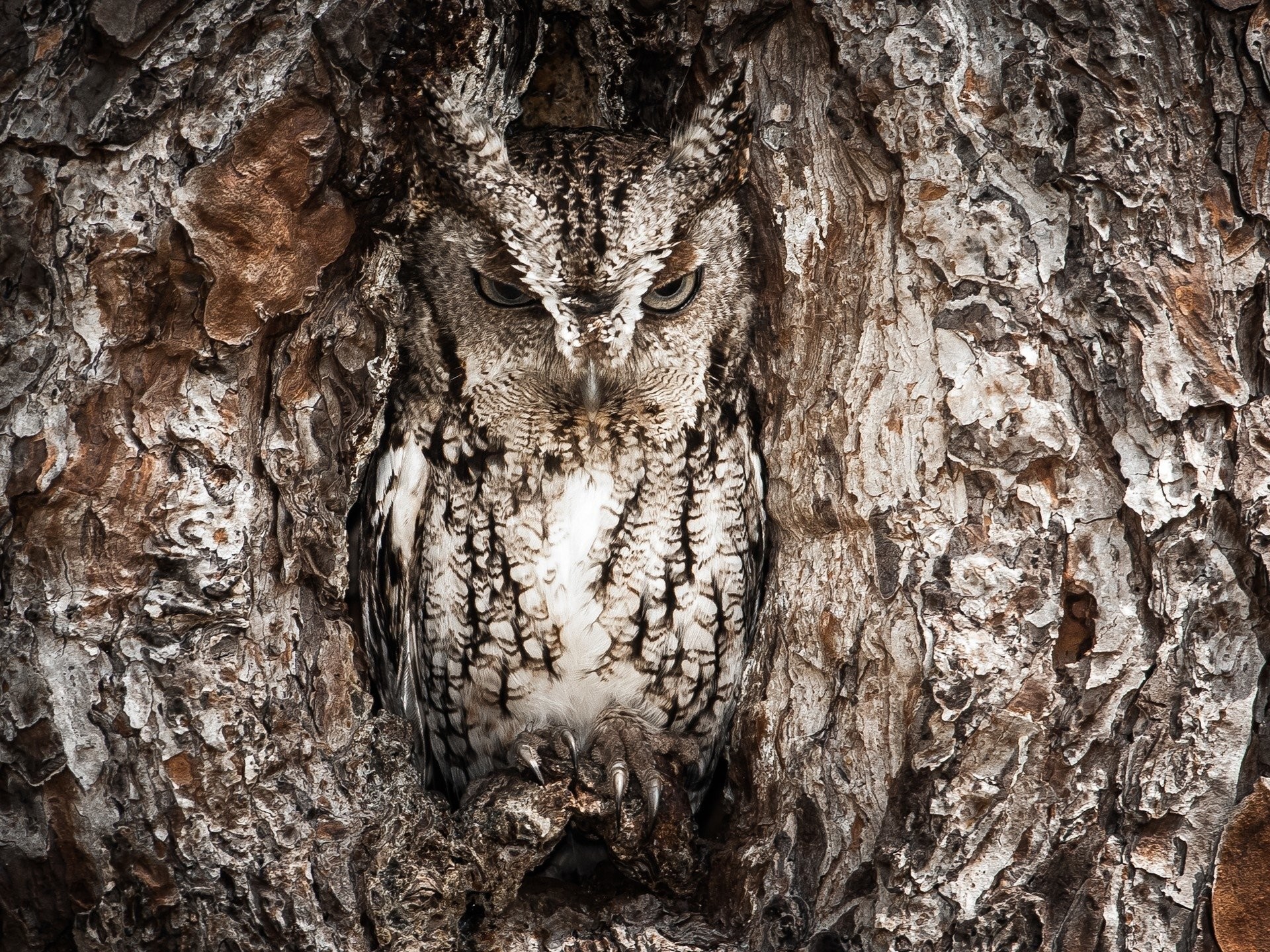 1920x1440 HD Wallpaper | Background ID:405796.  Animal Owl