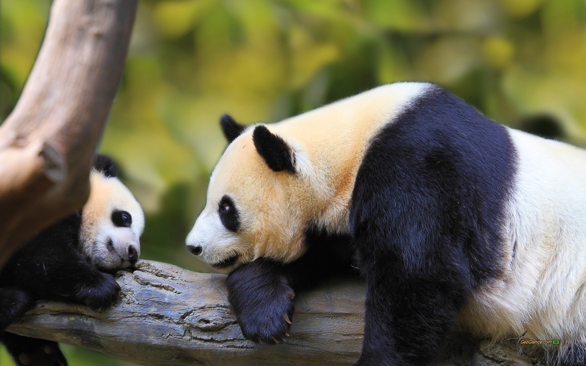 1920x1200 Collection of Baby Panda Wallpapers on HDWallpapers Cute Baby Panda  Wallpapers Wallpapers)