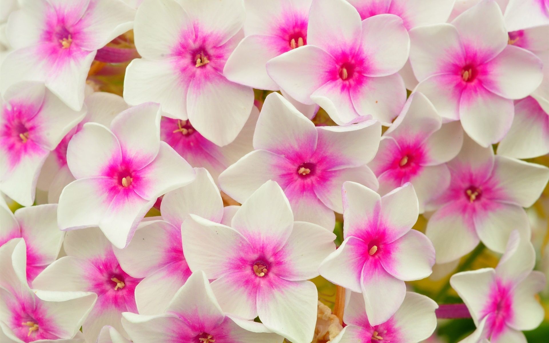 1920x1200 Pink and White Flowers Wallpaper