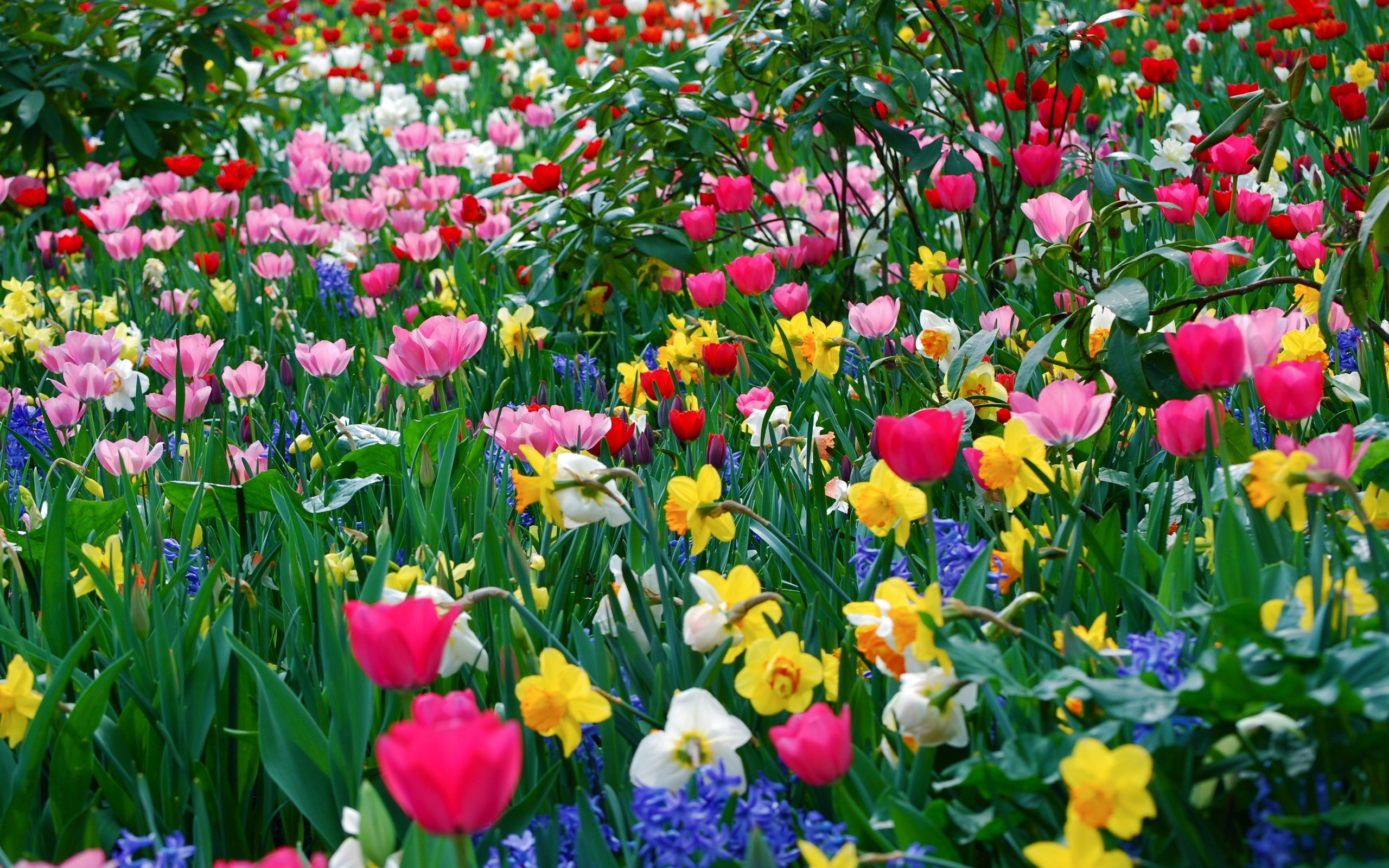 2560x1600 Nice And Beautiful Flowers Spring Season Hd Free Wallpapers