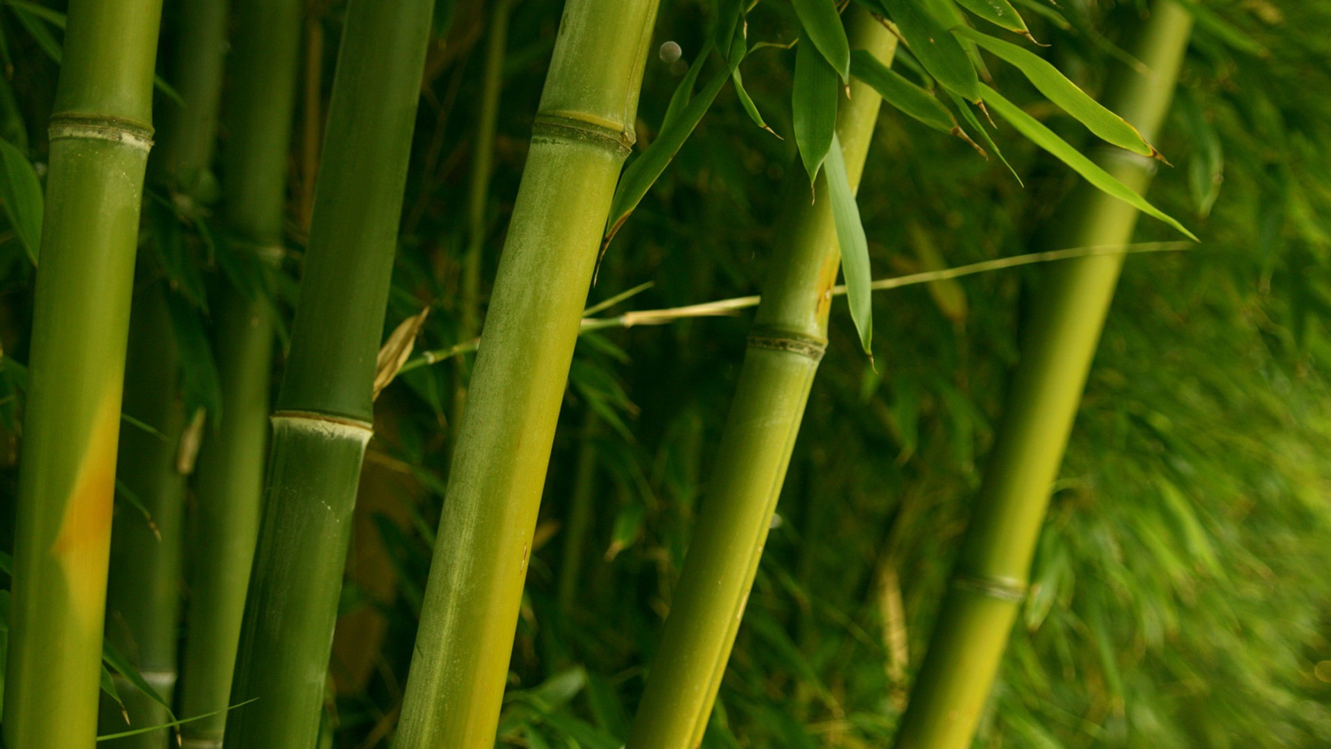 1920x1080 Bamboo Wallpaper Plants Nature