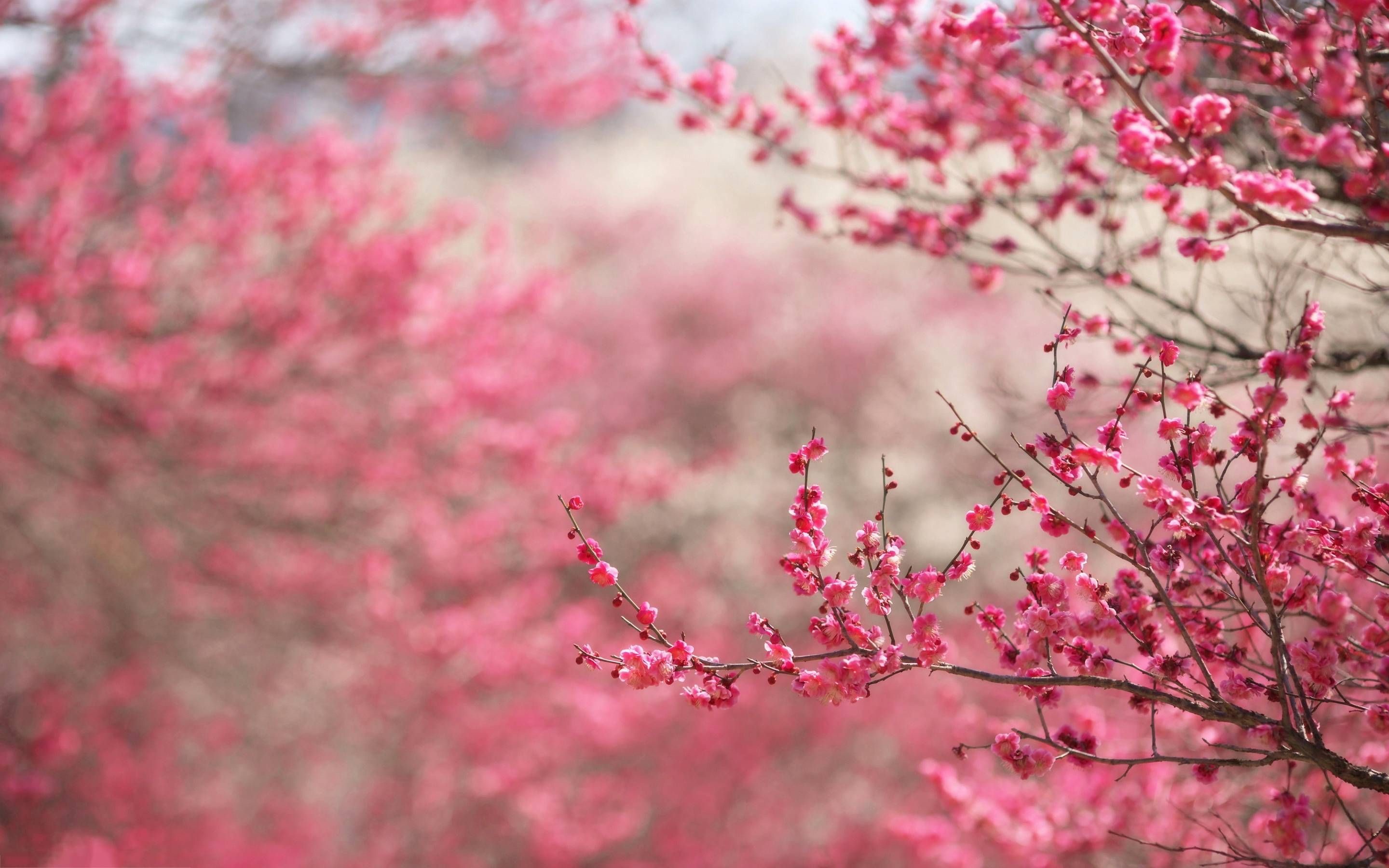 2880x1800 cherry blossom desktop background 4