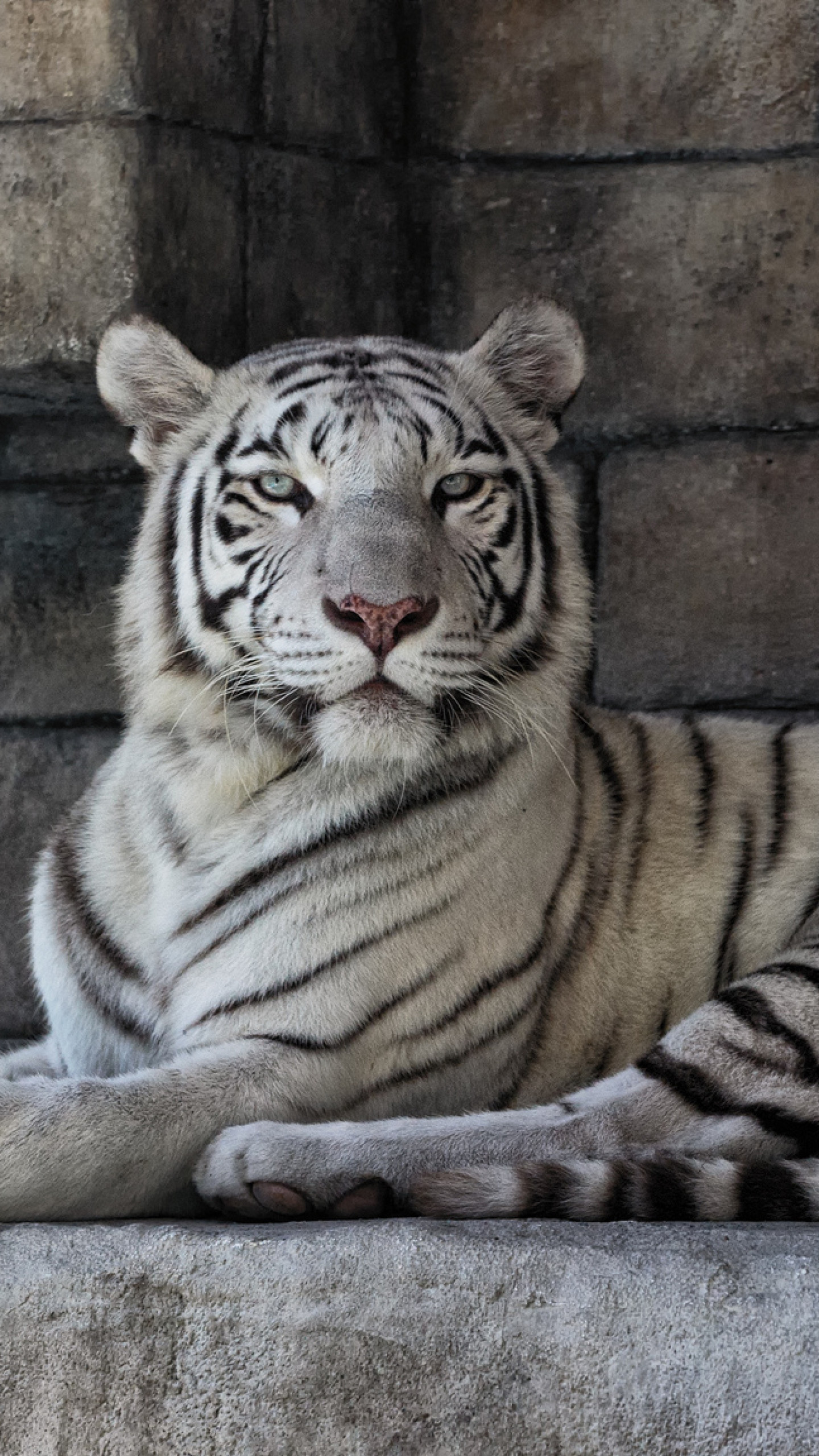 1440x2560  Wallpaper white tiger, predator, striped