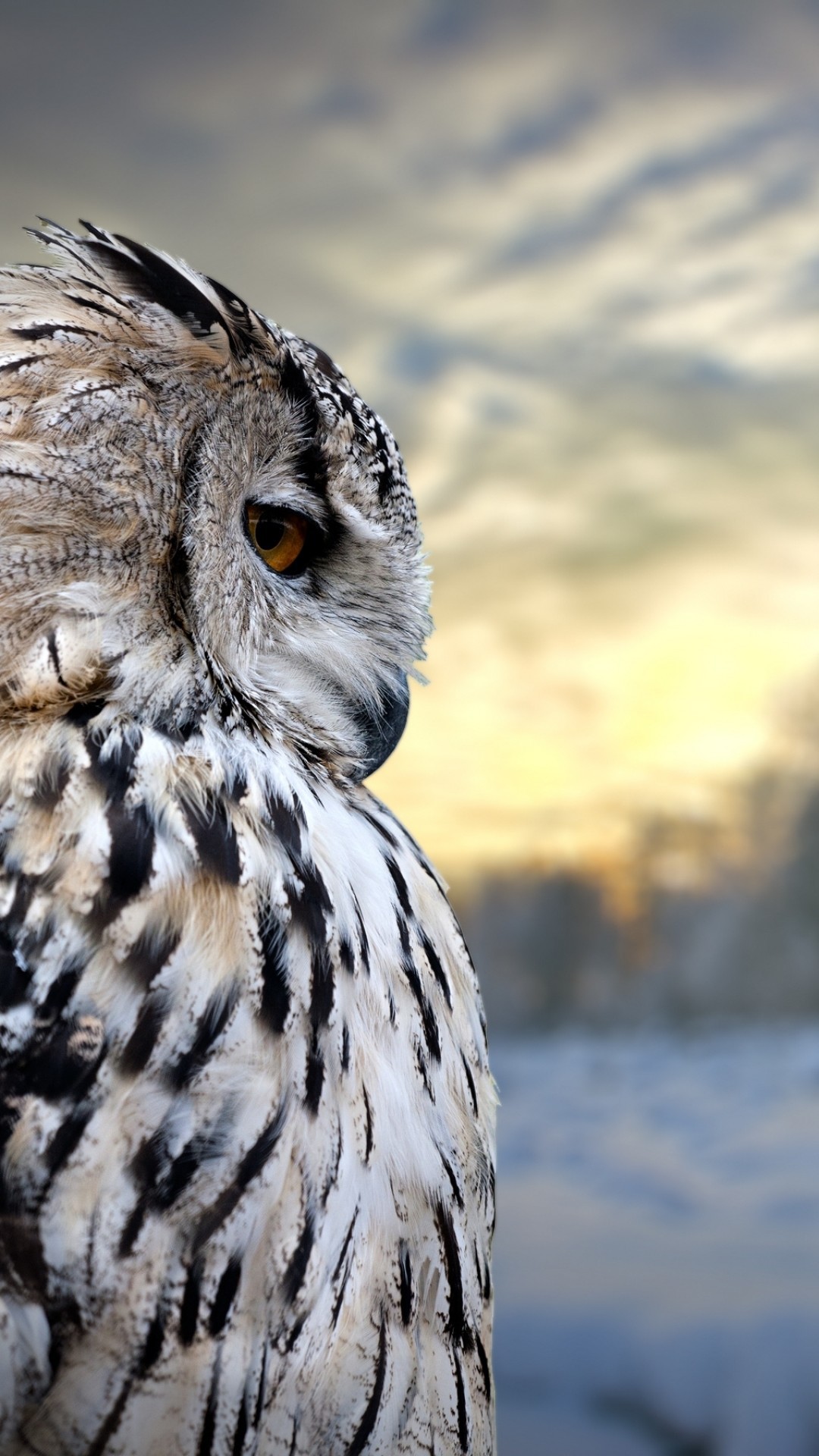 1080x1920 Owls wallpaper Gallery| Beautiful and Interesting  Images,Vectors,Coloring,Cliparts |Free Hd wallpapers