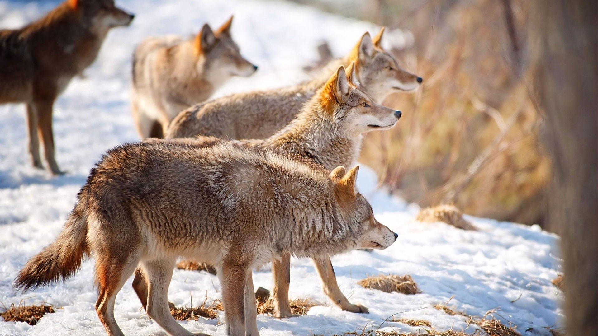 1920x1080 ... Background Full HD 1080p.  Wallpaper wolves, snow, flock,  winter, hunting