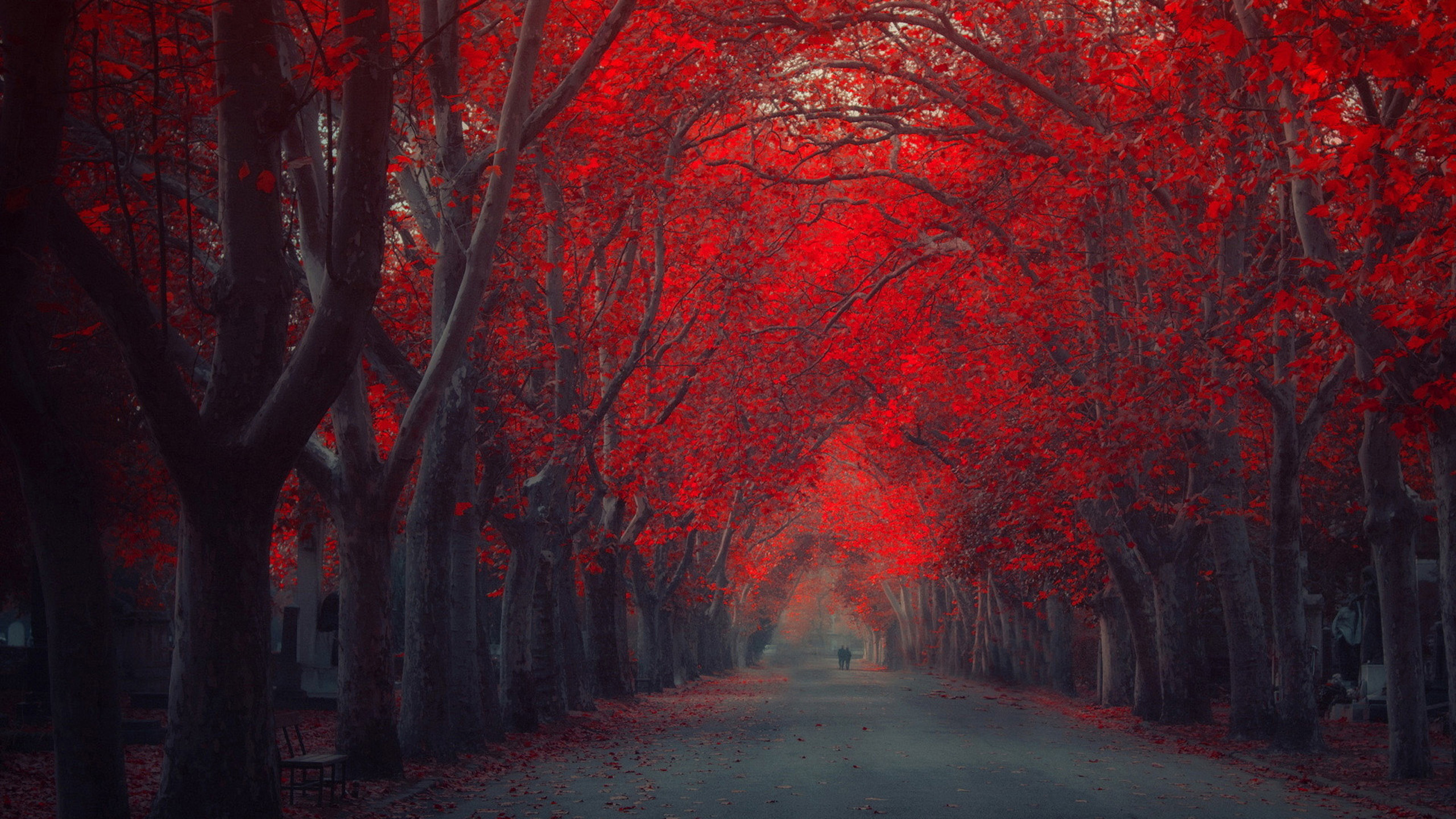 2560x1440 Red Tree Autumn Art Road High resolution 2560Ã1440 Desktop wallpaper