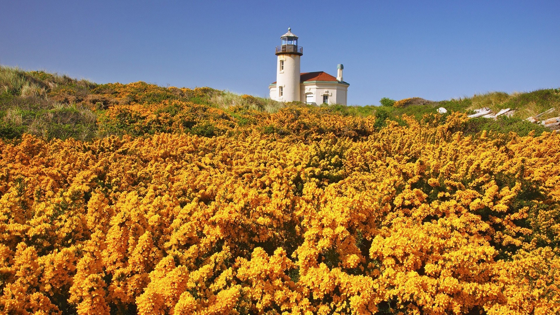 1920x1080 Oregon Beaches Wildflowers Beautiful Wallpapers Nature Desktop Free  Download - 