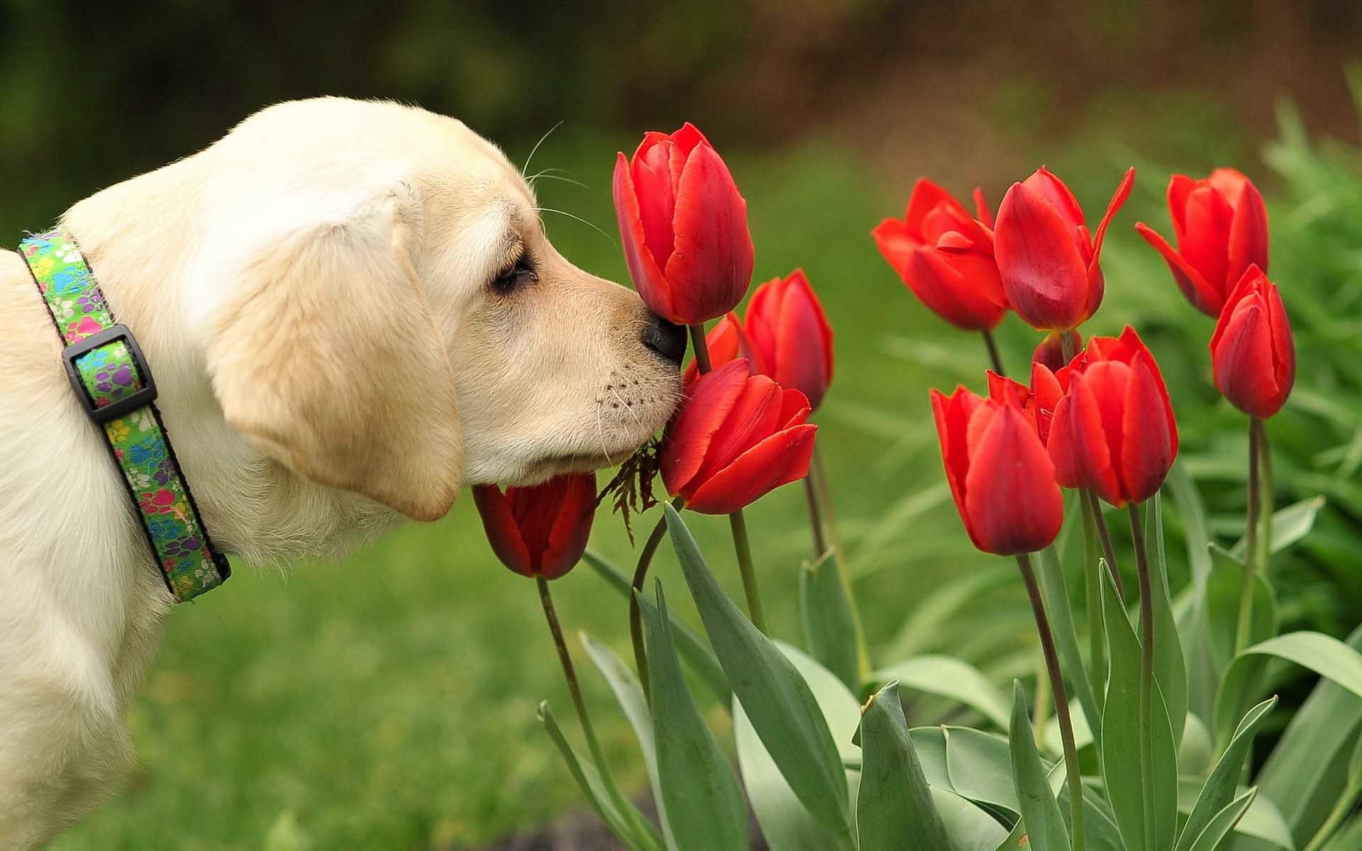 1920x1200 Flower Labrador Puppy Smelling Tulips Fancy Wallpaper  - Cool PC  Wallpapers