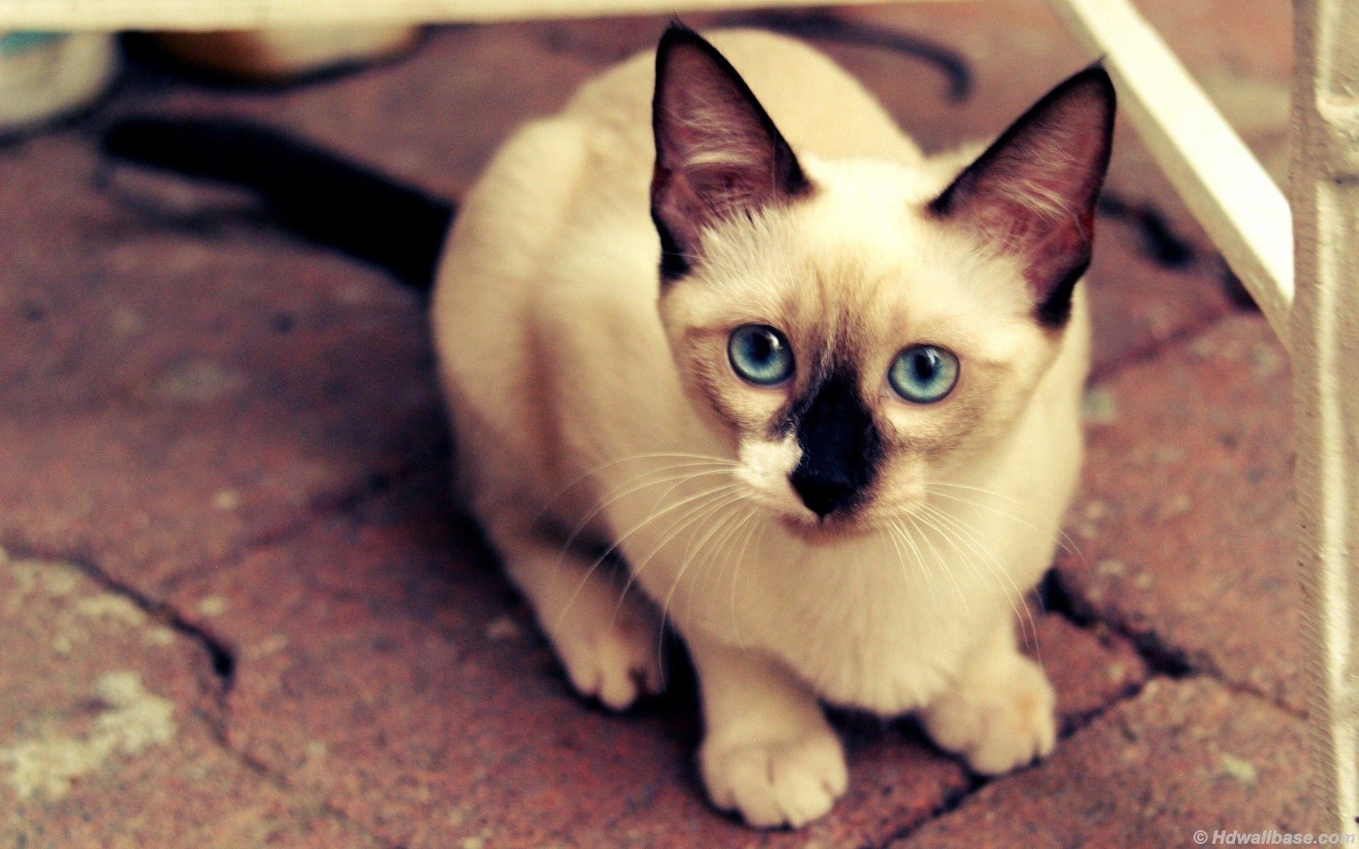 1920x1200 Blue Eyes Siamese Cat wallpapers | Blue Eyes Siamese Cat stock photos