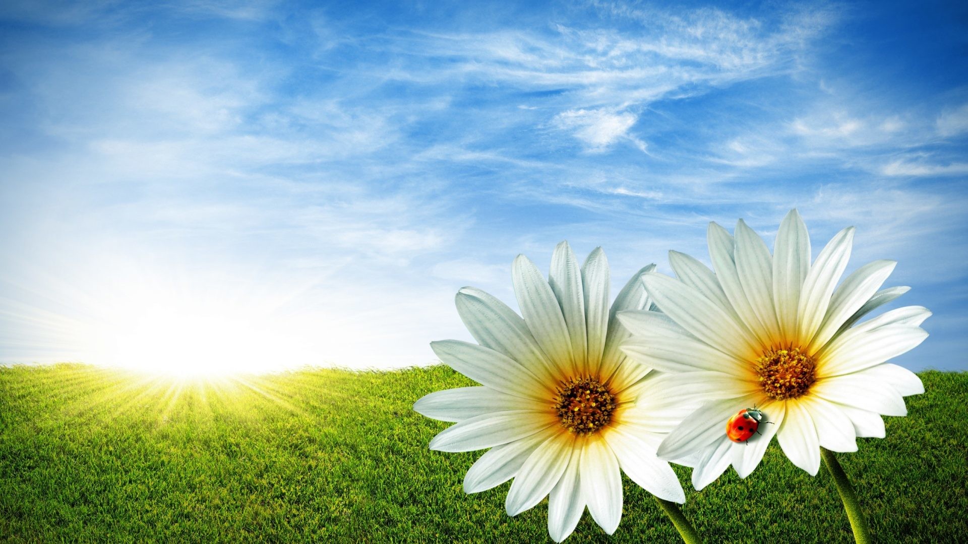 1920x1080 Daisy Tag - Blue Sunshine Sun Nature Bug Skies Lovely Grass Lady Field Daisy  Clouds Spring