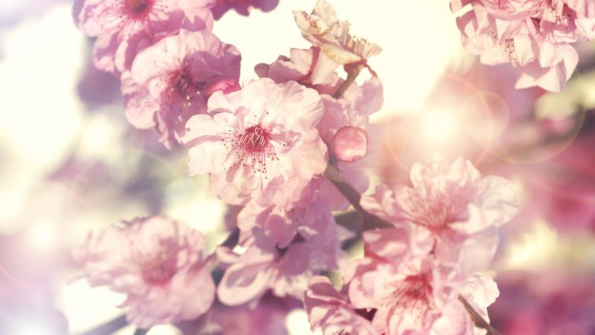 1920x1080 #EECCCC Color - Symphony Lovely Spring Nice Pink Pretty Flower Bouquet Hd  Images for HD